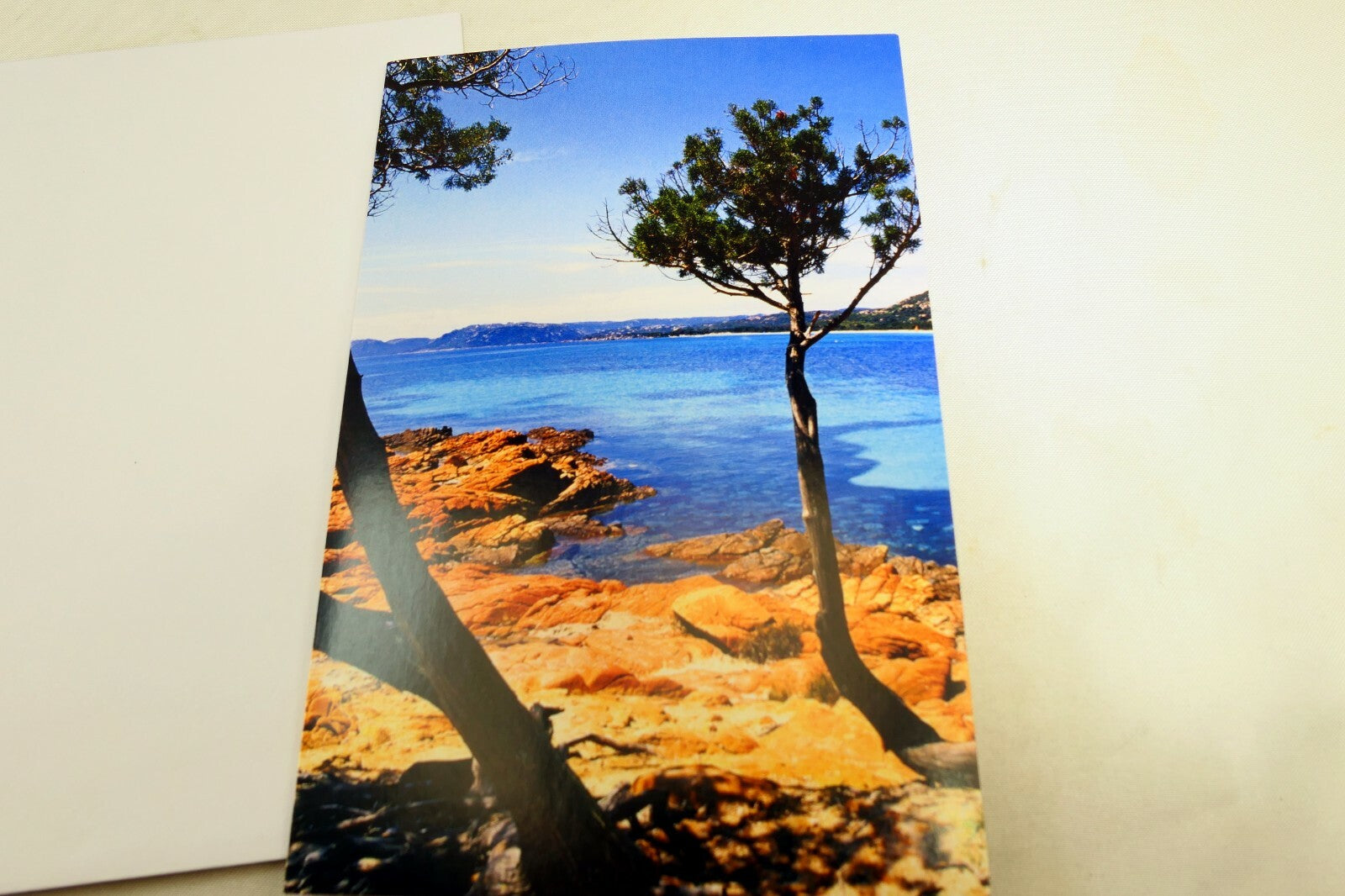 postcard  (unused) south Europe Lone Pine tree sunny beach