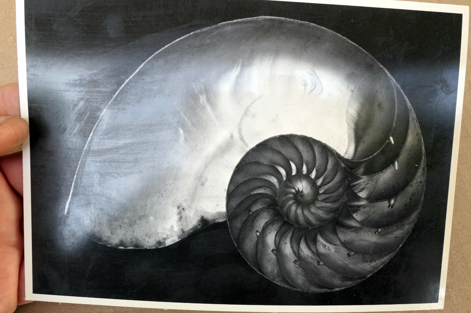 Shells 1927 2-S Photograph by Edward Weston POSTCARD vintage EW-7
