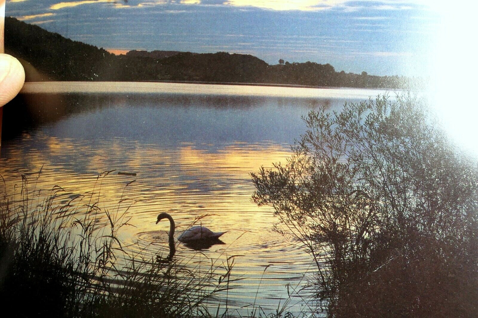 Swan lake pampas reeds grass sunset california usa postcard vintage 1980's