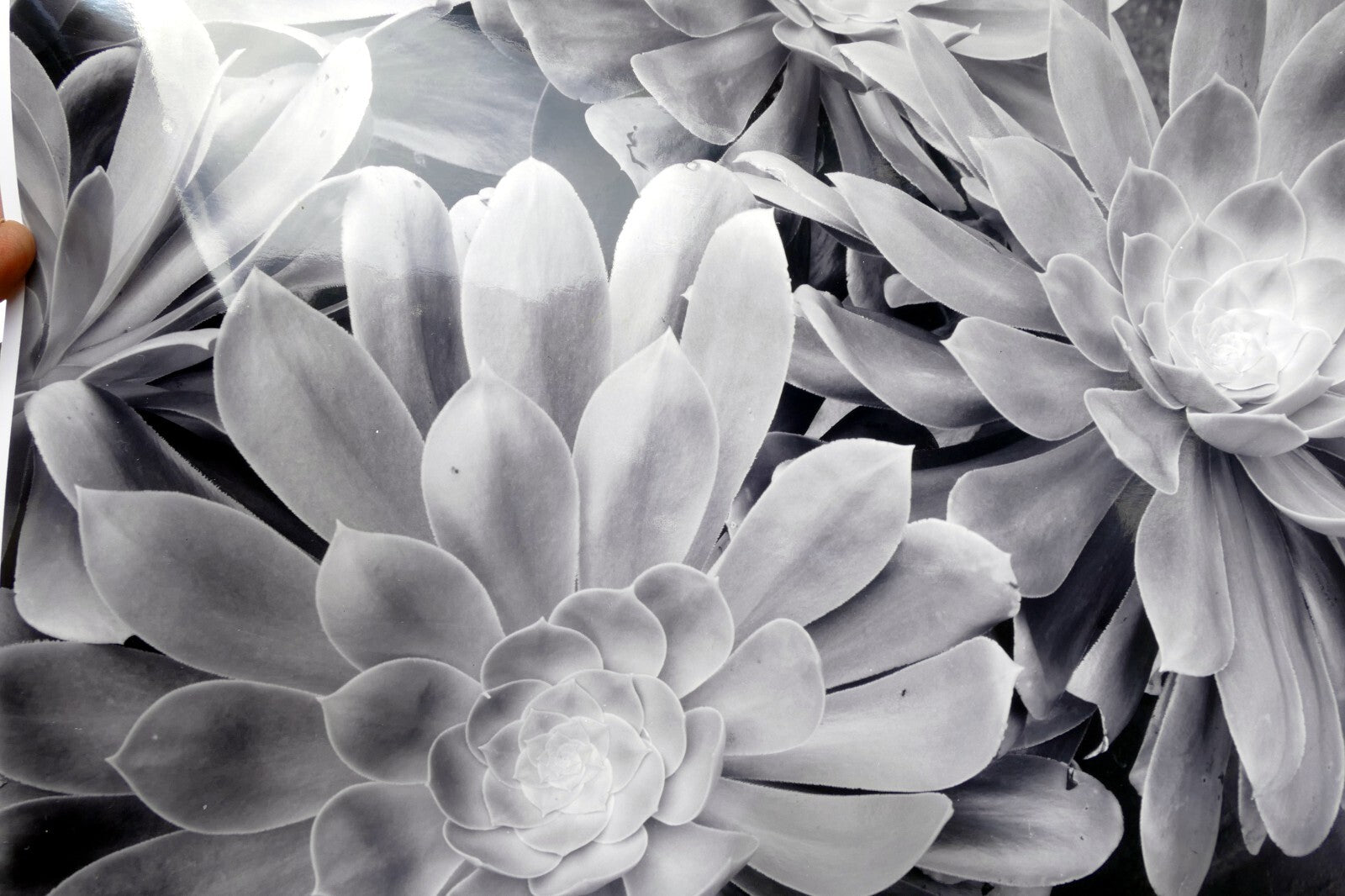 Succulent Flower  11X14" Black & white Picture Photo San Francisco USA