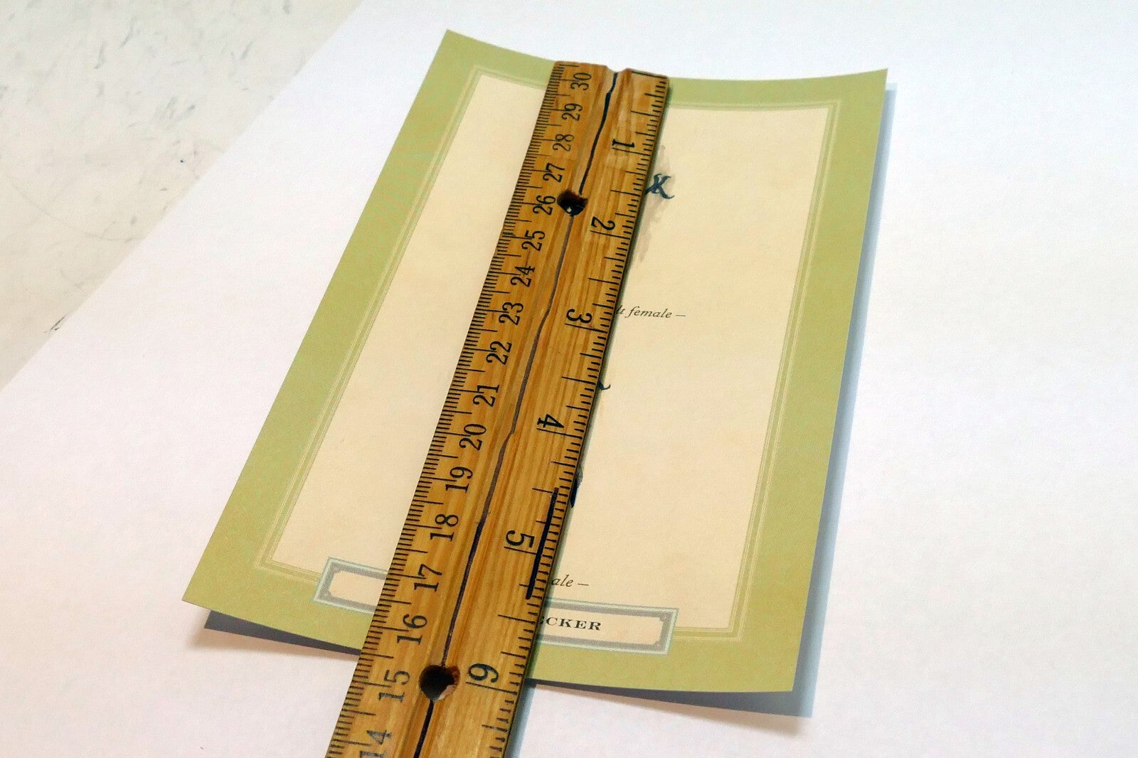 Hairy  Woodpecker  Postcard Bird by David Sibley - unposted , new