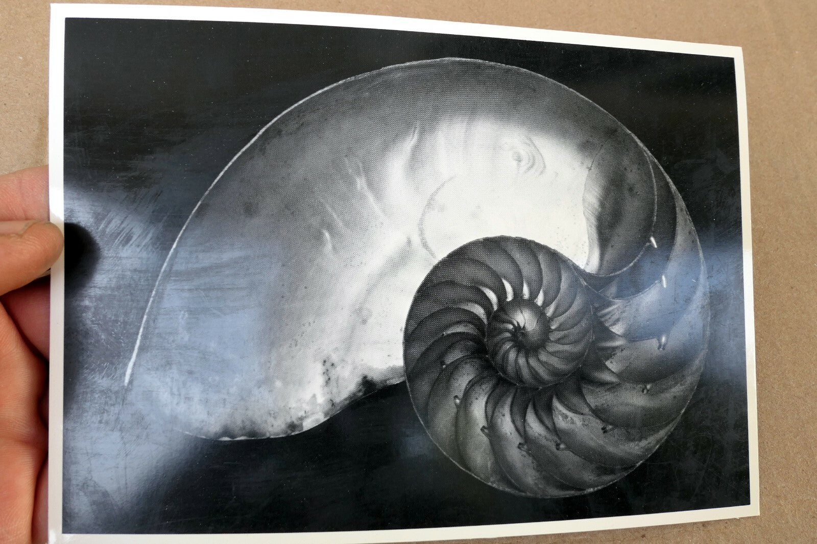 Shells 1927 2-S Photograph by Edward Weston POSTCARD vintage EW-7