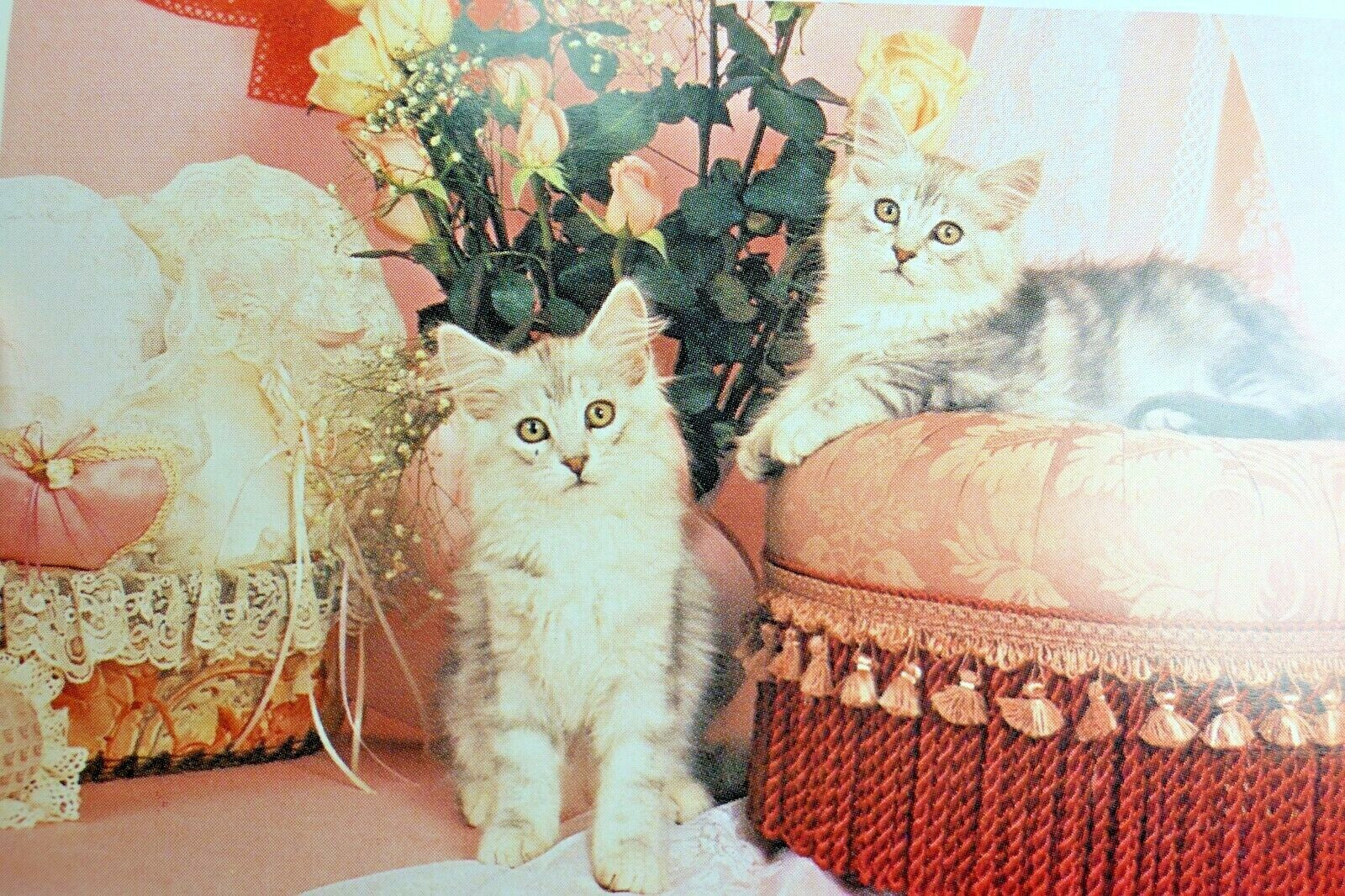 Postcard animal shelter north shore league adopt a pet kitten cat vintage 1980's