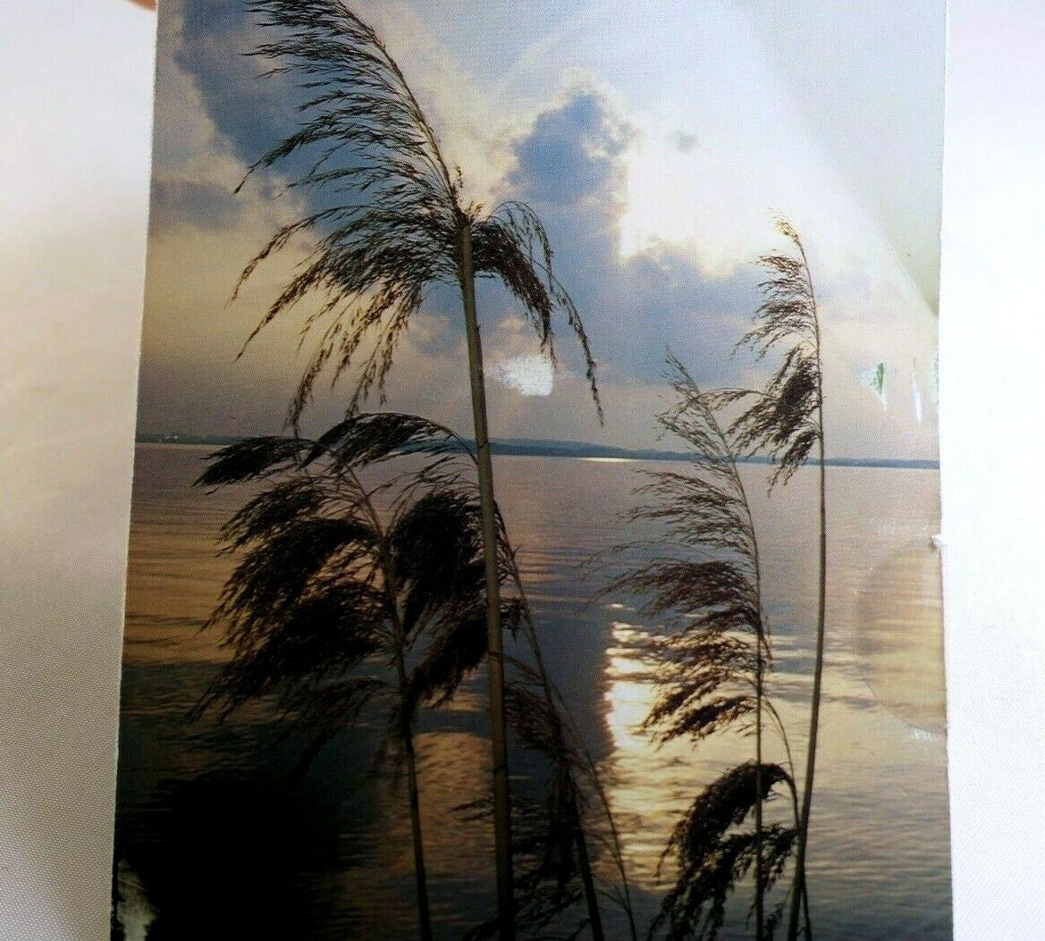 Lake pampas reeds grass sunset california usa postcard vintage 1980's