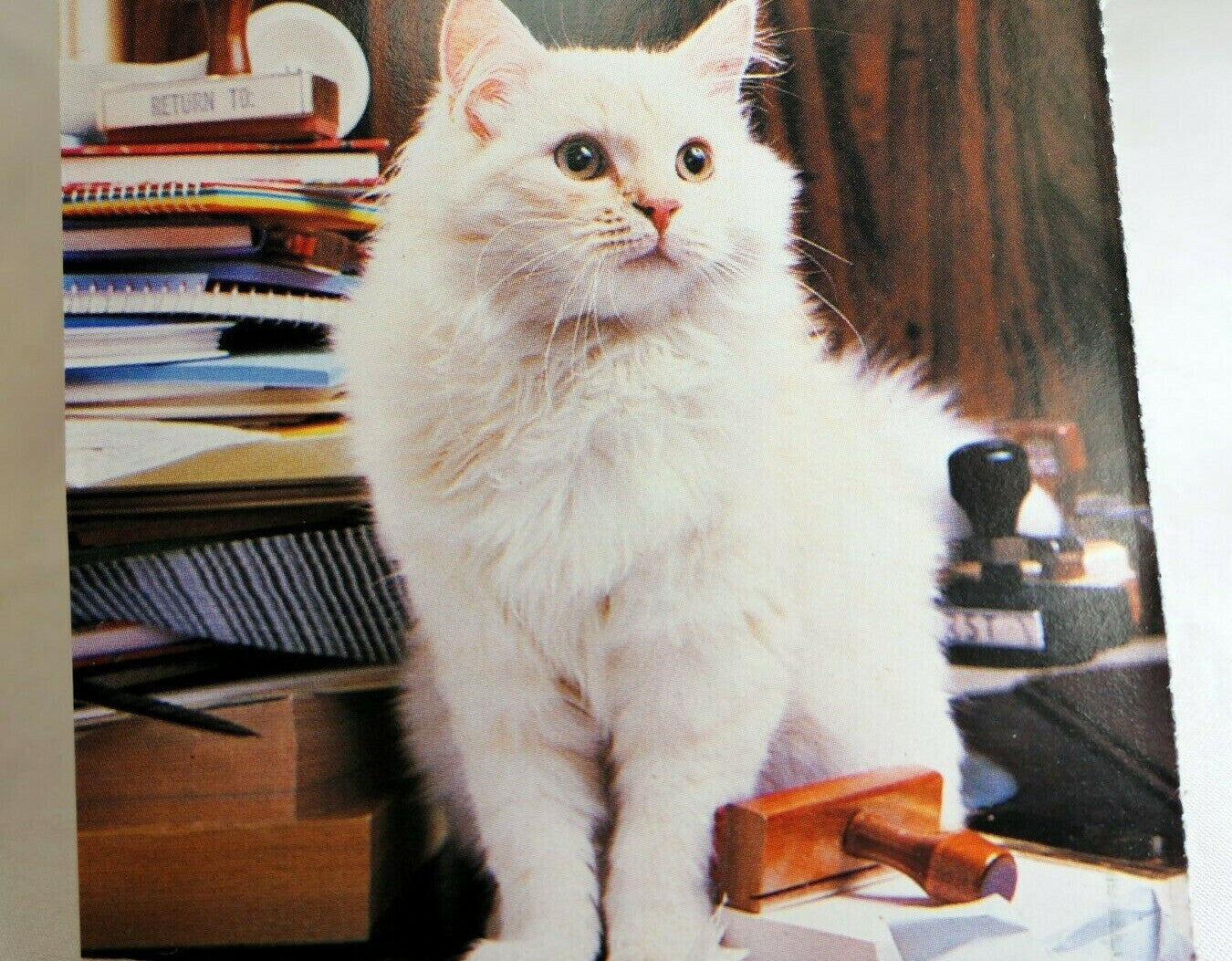 Postcard animal shelter north shore league adopt a pet kitten cat vintage 1980's