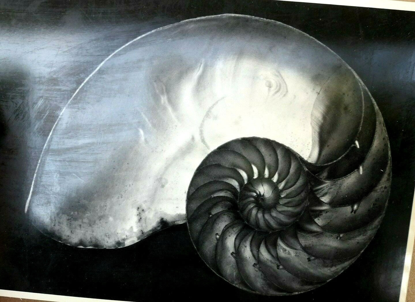 Shells 1927 2 s photograph by edward weston postcard vintage ew 7