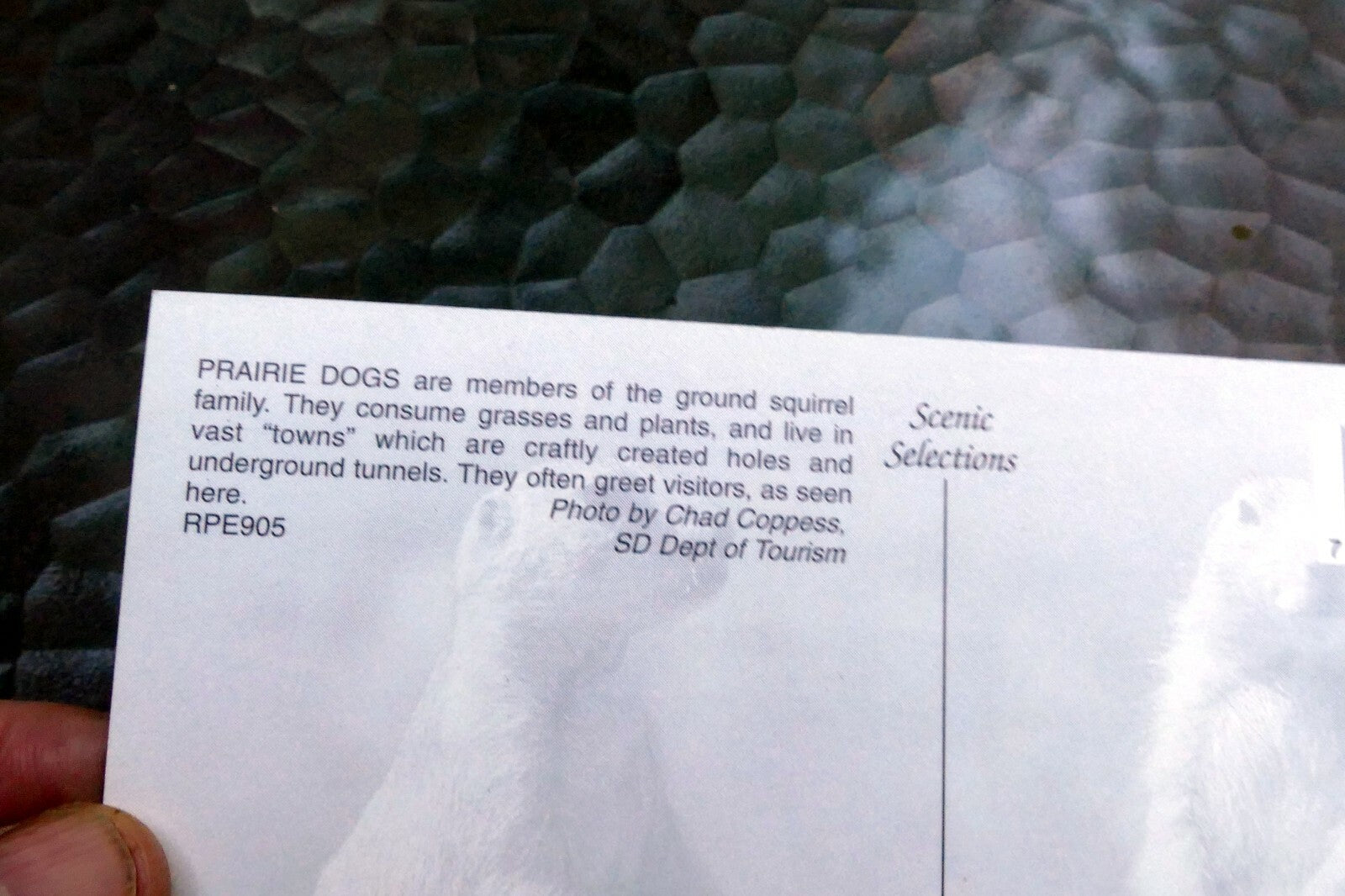 Praire Dogs  Scenic Selections  Postcard