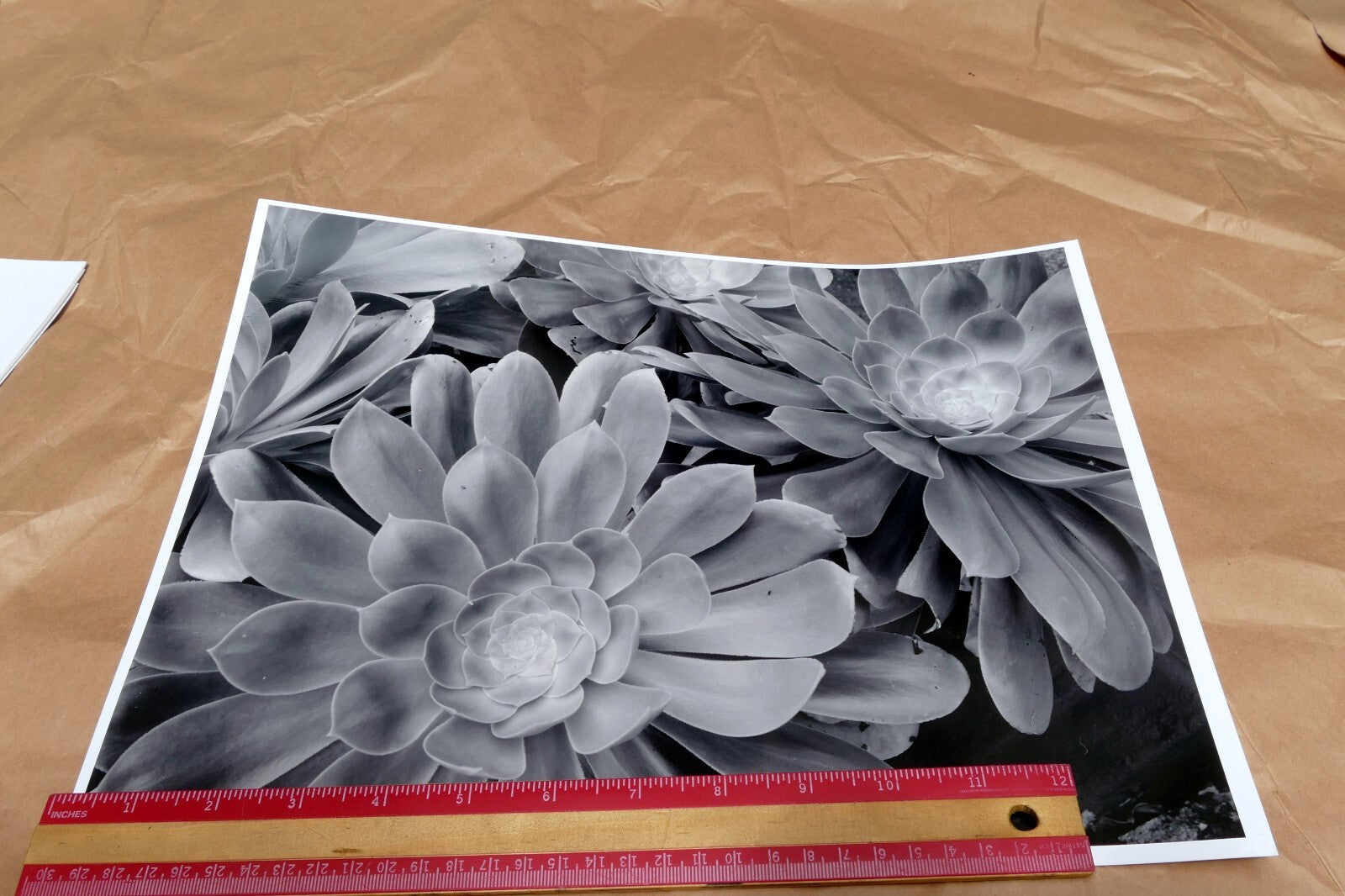 Succulent Flower  11X14" Black & white Picture Photo San Francisco USA