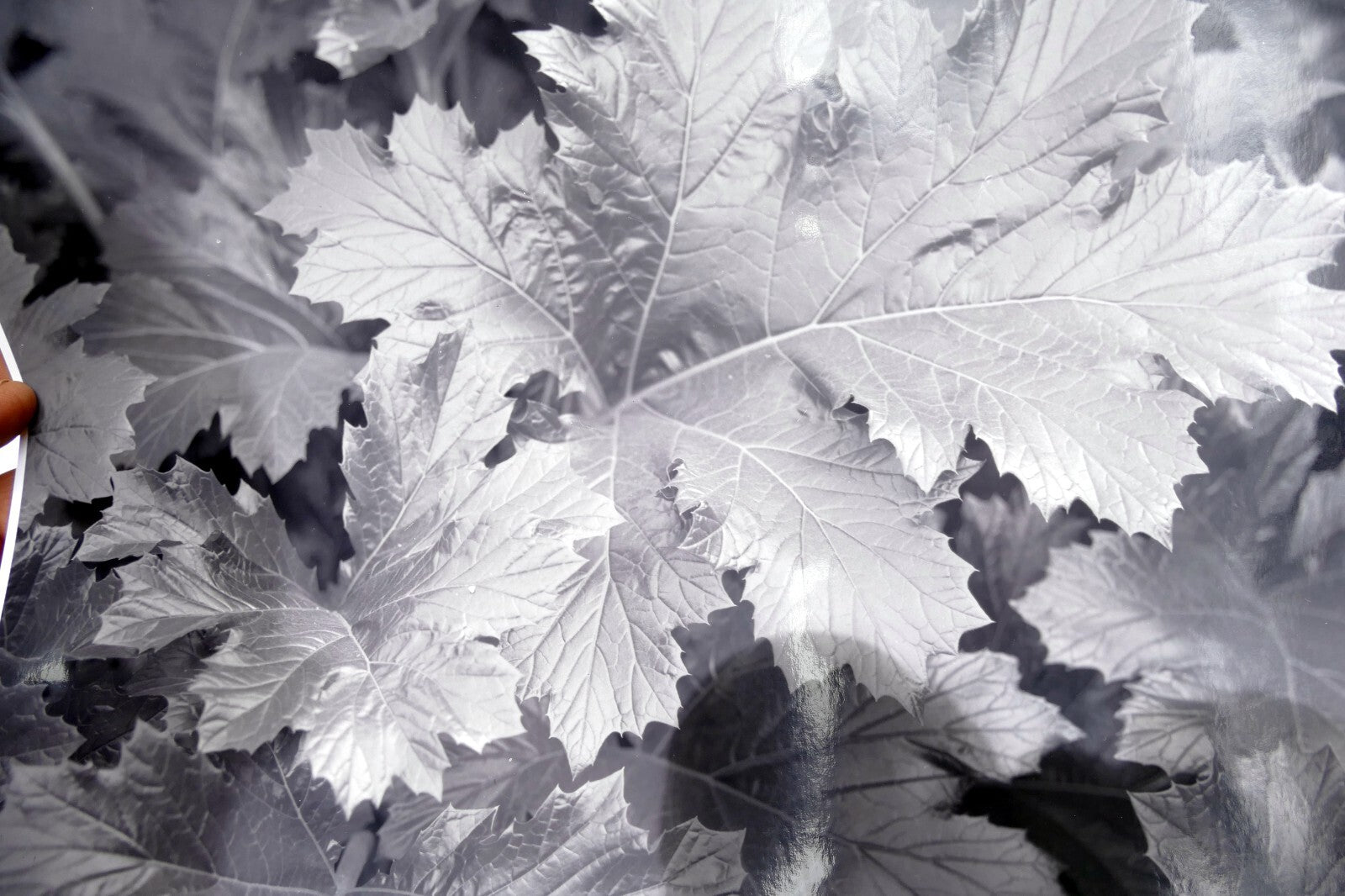 Tree Leaf  11X14" Black & white Picture Photo San Francisco USA