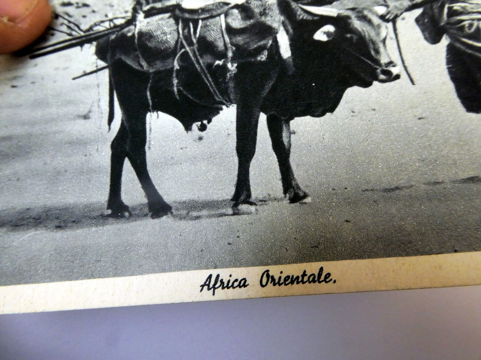 Post Card Cartolina Postale Africa Orientale unused Unposted 1900's