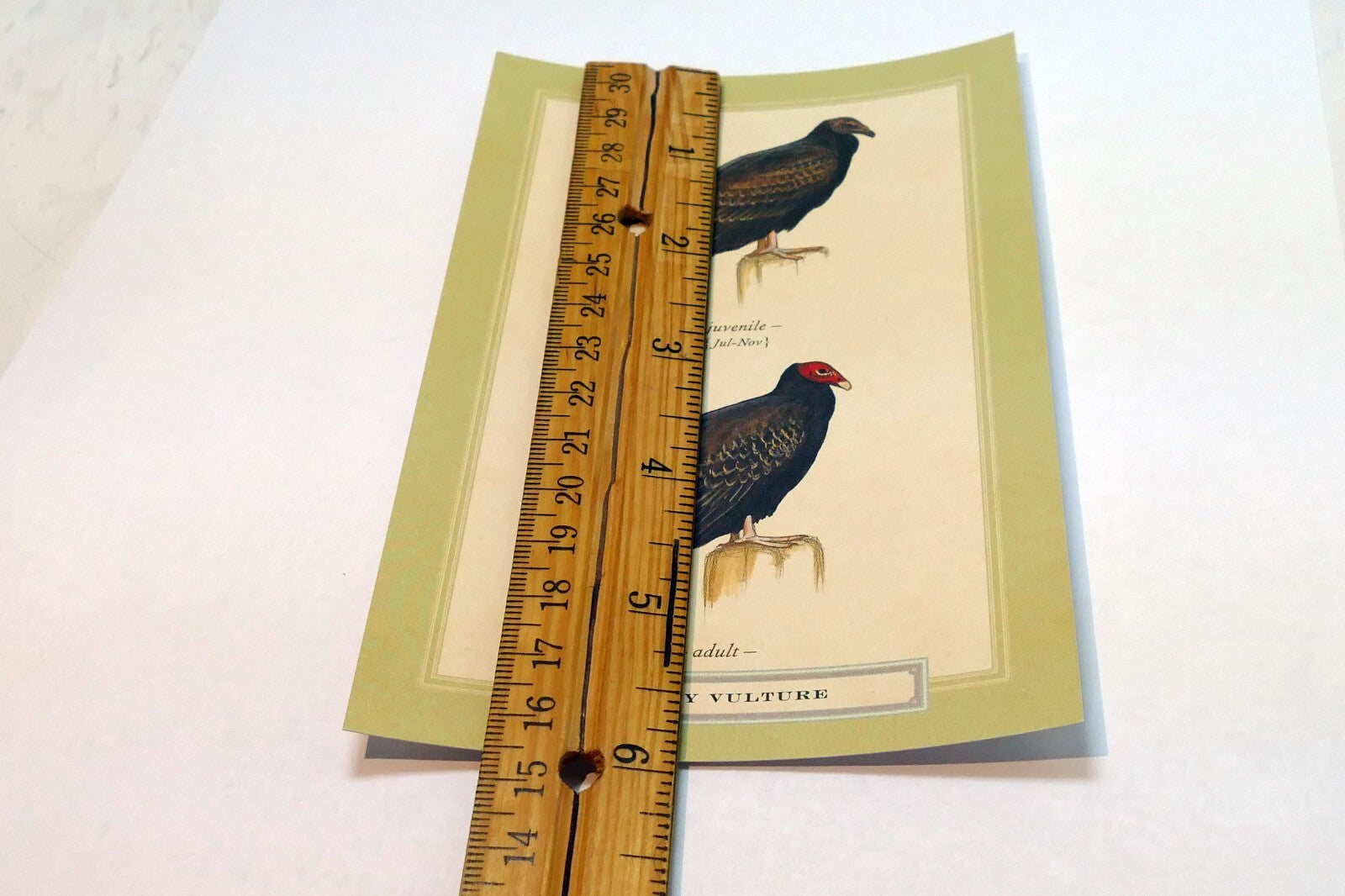 Turkey Vulture USA  Postcard Bird by David Sibley - unposted , new