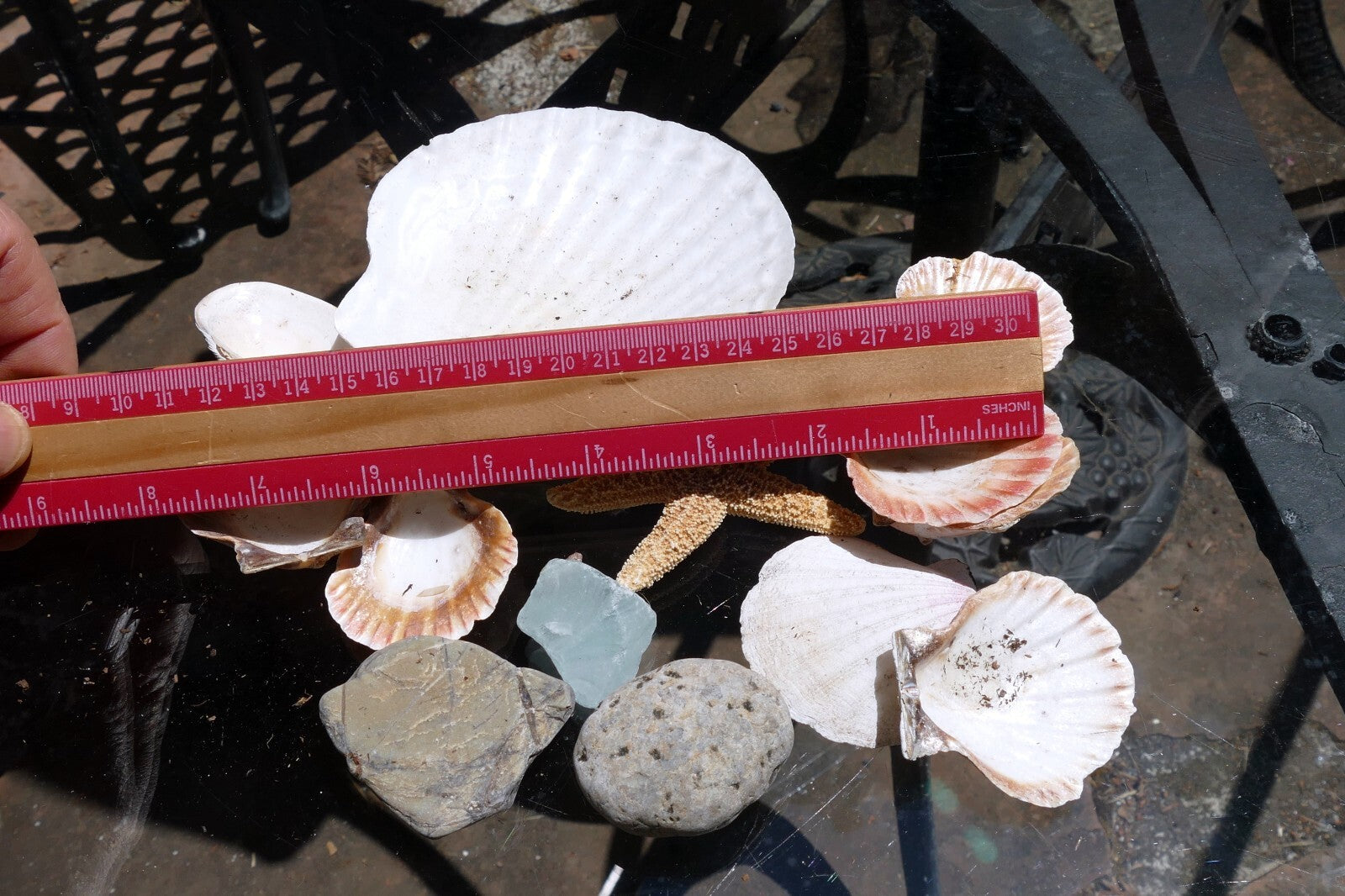 9oz  lot of Ocean Shell Seashell & pebbles California San Francisco Fish Tank