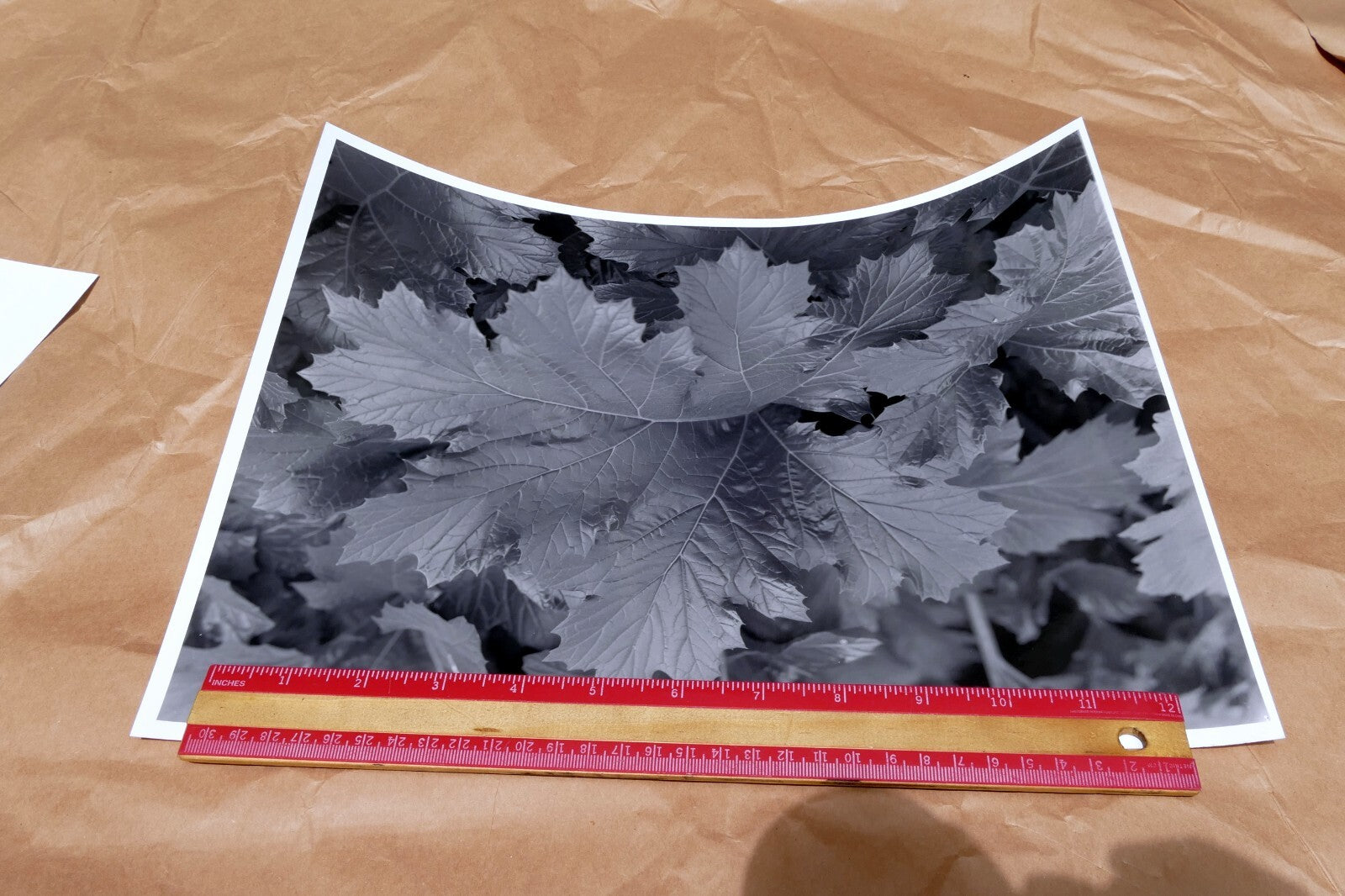 Tree Leaf  11X14" Black & white Picture Photo San Francisco USA