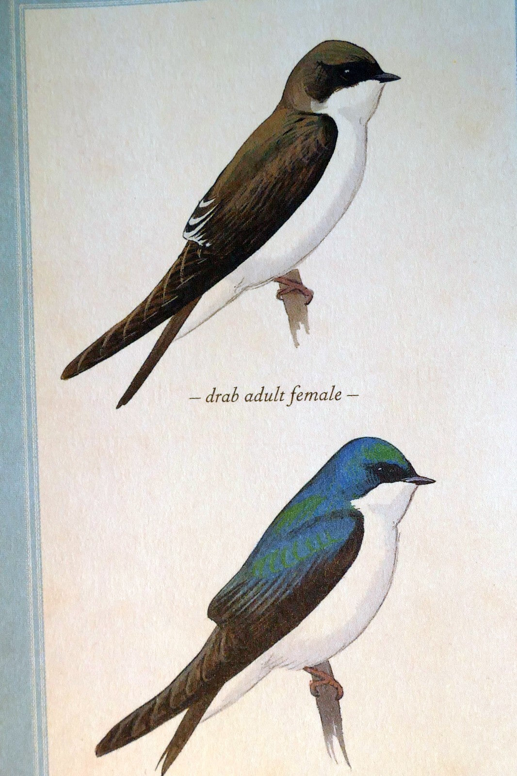 Tree swallow postcard bird by david sibley   unposted , new