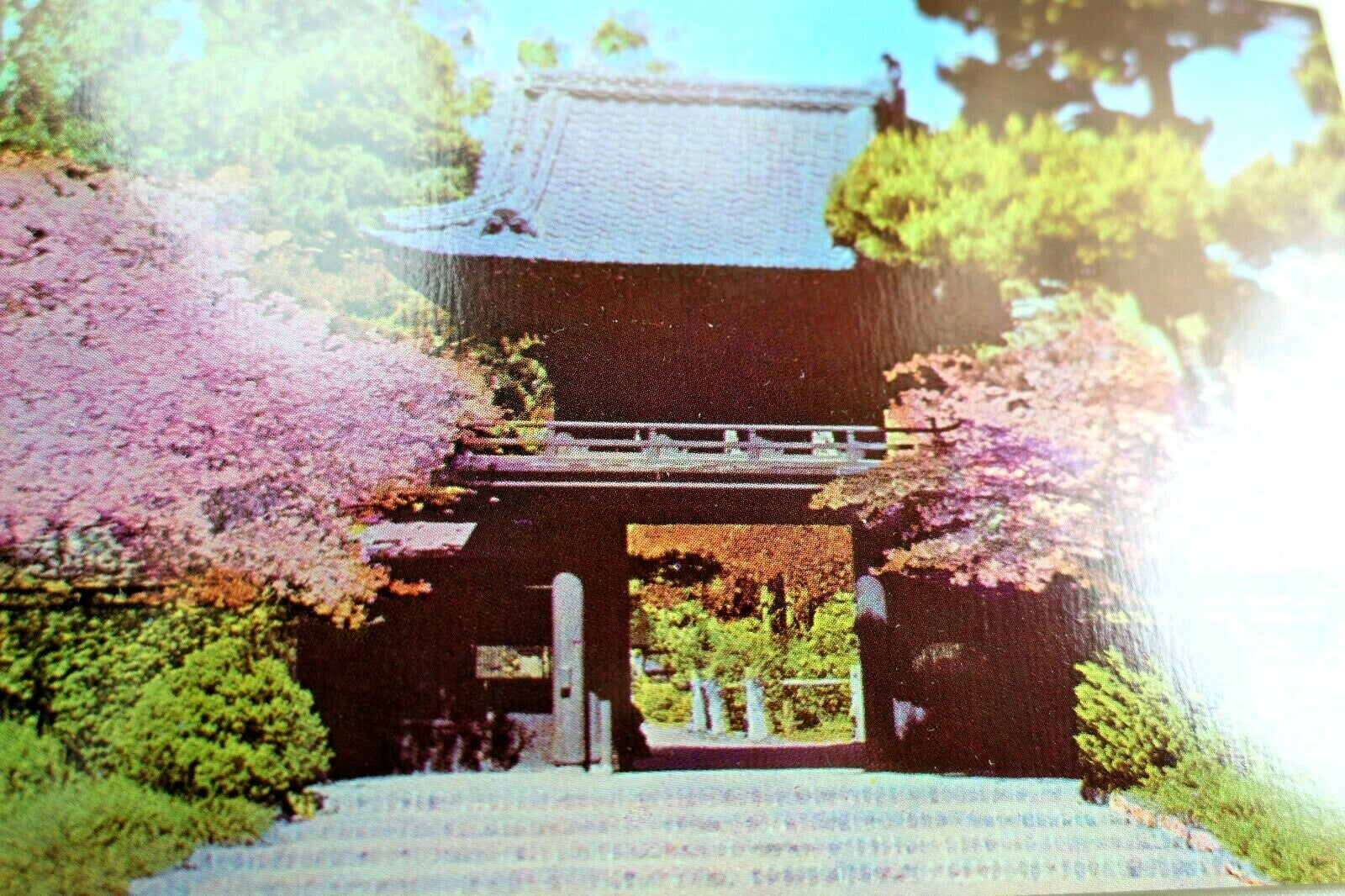 Japanese tea garden san francisco california usa postcard 1970's