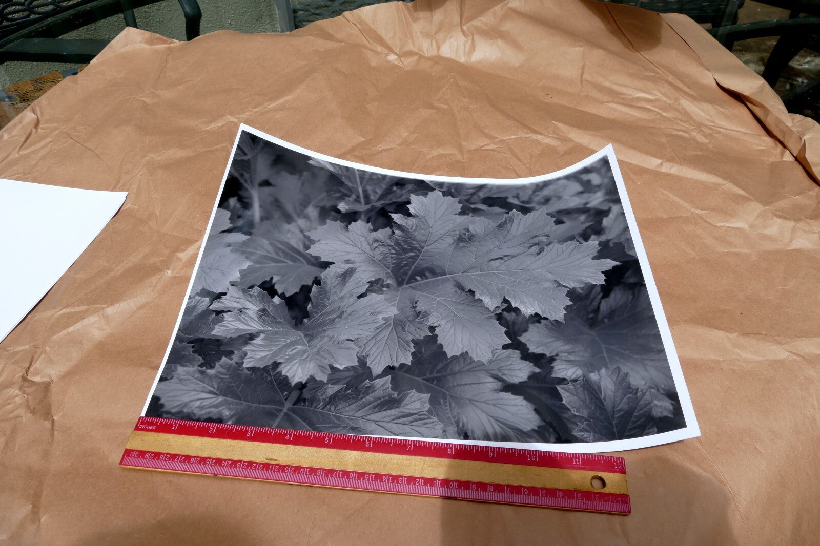Tree Leaf  11X14" Black & white Picture Photo San Francisco USA