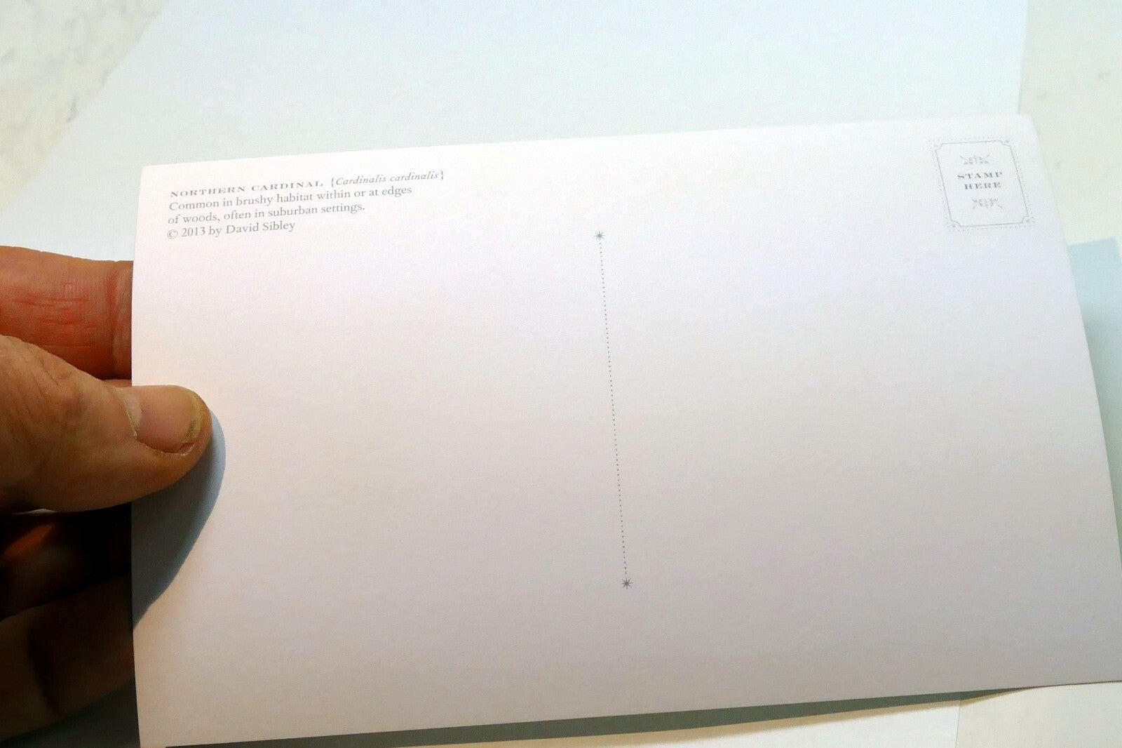 Northern Cardinal Postcard Bird by David Sibley - unposted , new