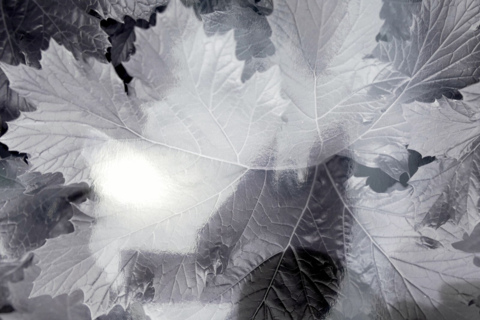 Tree leaf 11x14" black & white picture photo san francisco usa