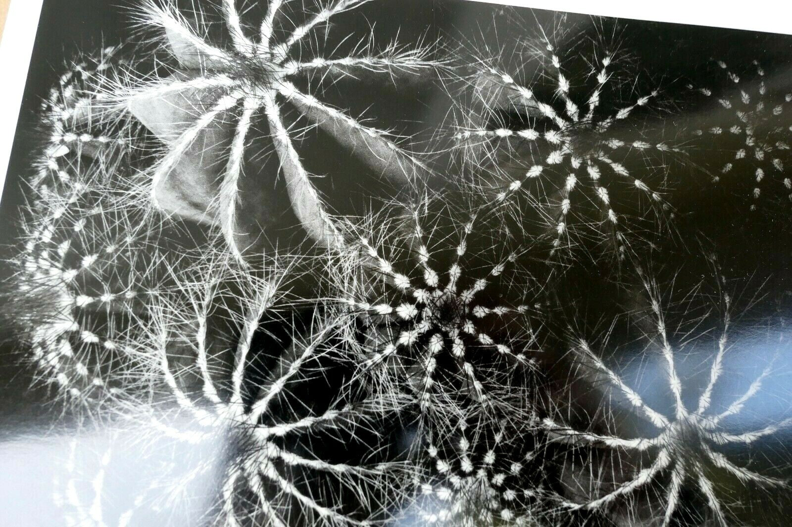 Cactus notocactus magnificus photograph 1969 don worth greeting card d 002