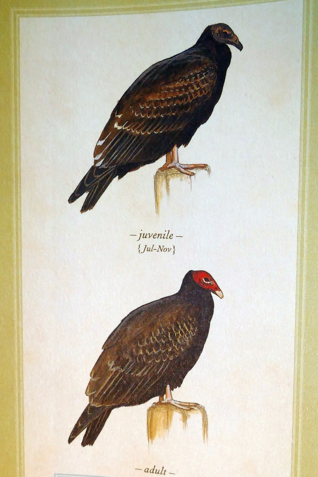 Turkey vulture usa postcard bird by david sibley   unposted , new