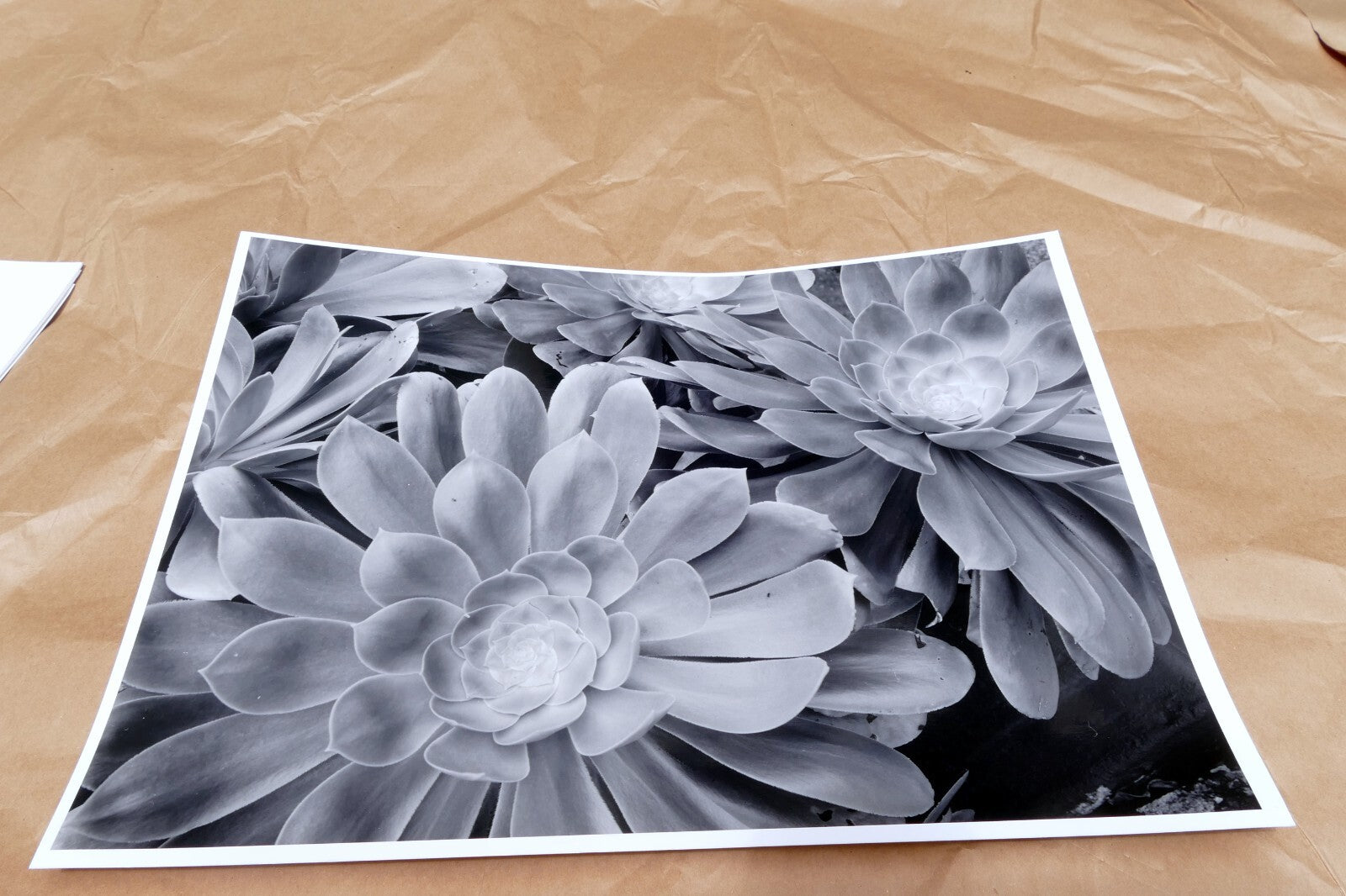 Succulent Flower  11X14" Black & white Picture Photo San Francisco USA