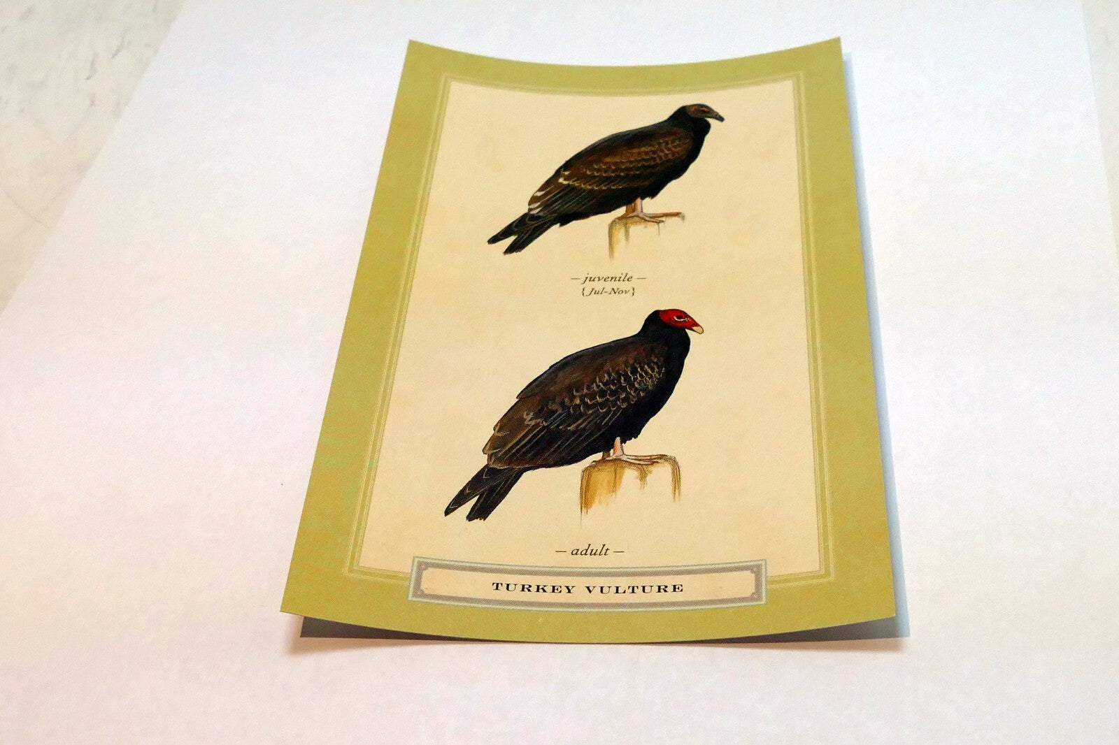 Turkey Vulture USA  Postcard Bird by David Sibley - unposted , new