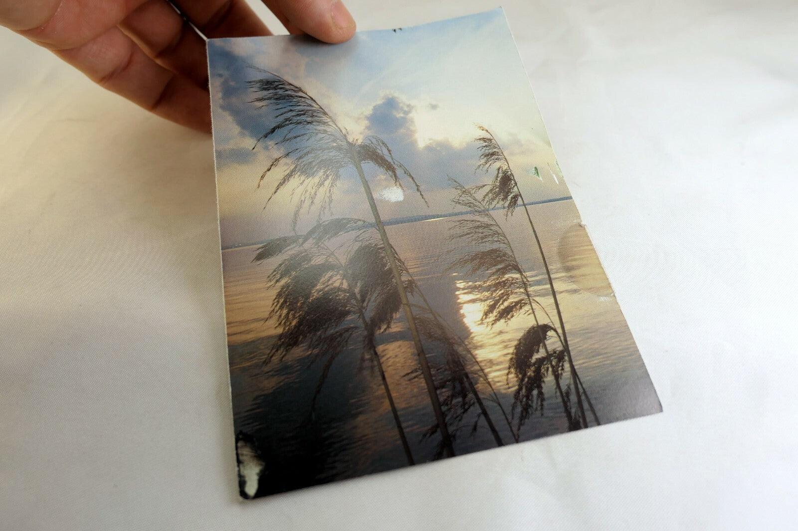 Lake Pampas Reeds grass sunset California USA Postcard vintage 1980's