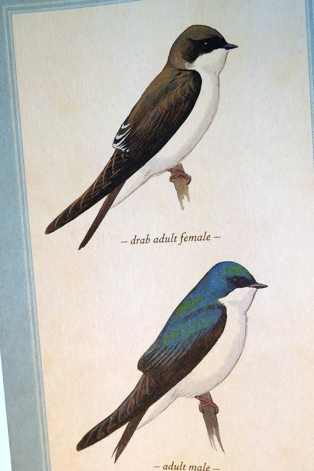 Tree Swallow   Postcard Bird by David Sibley - unposted , new