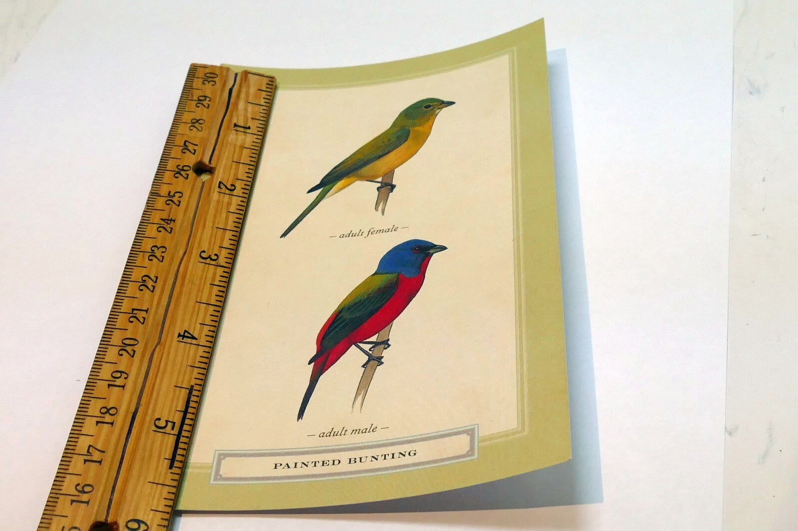 Postcard Painted Bunting Bird by David Sibley - unposted , new
