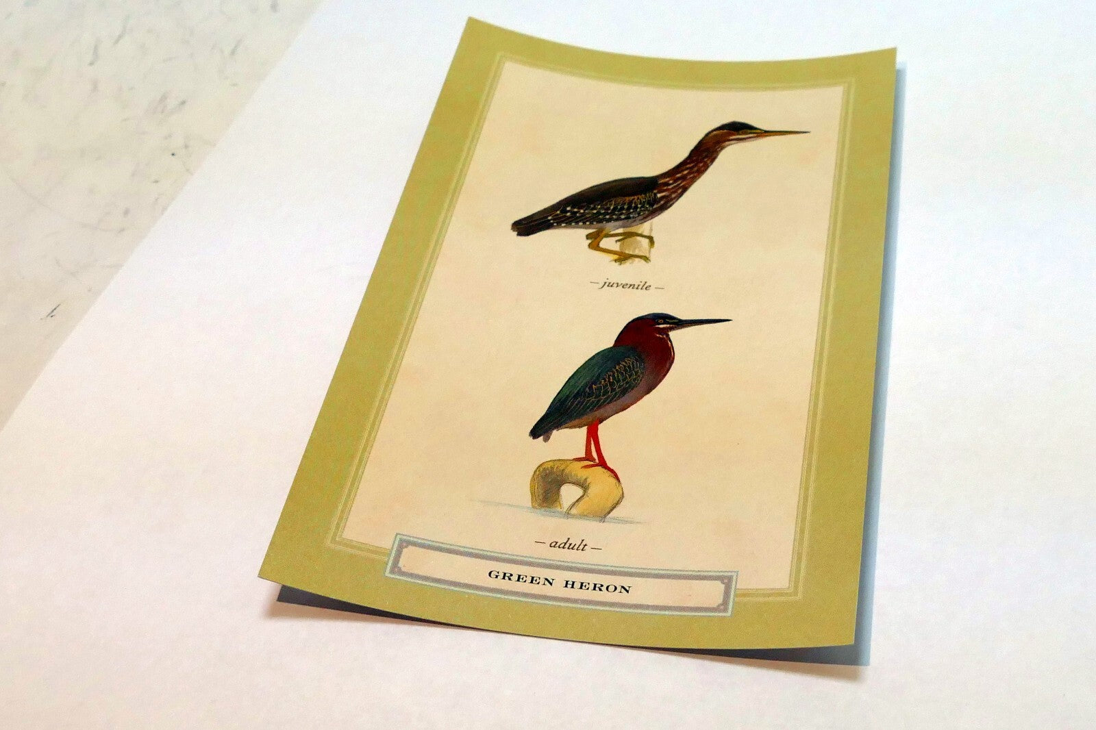 Green Heron Postcard Bird by David Sibley - unposted , new