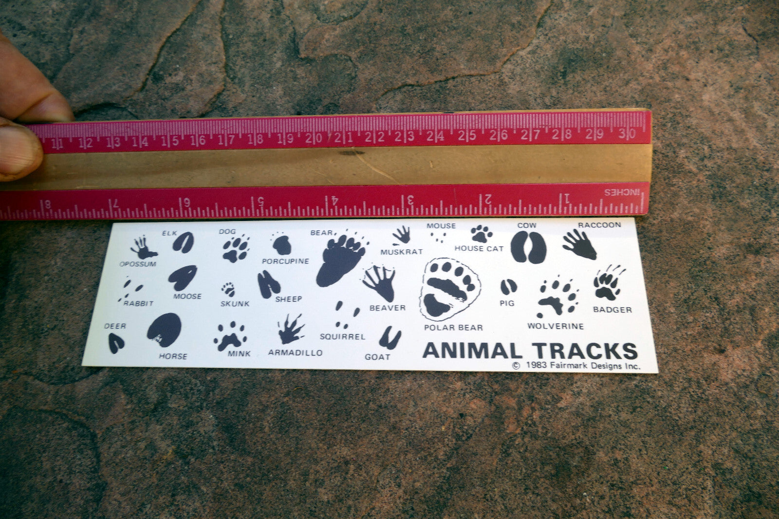 Identifying Animal Tracks Card 1983 Fairmark Designs hunting tracking