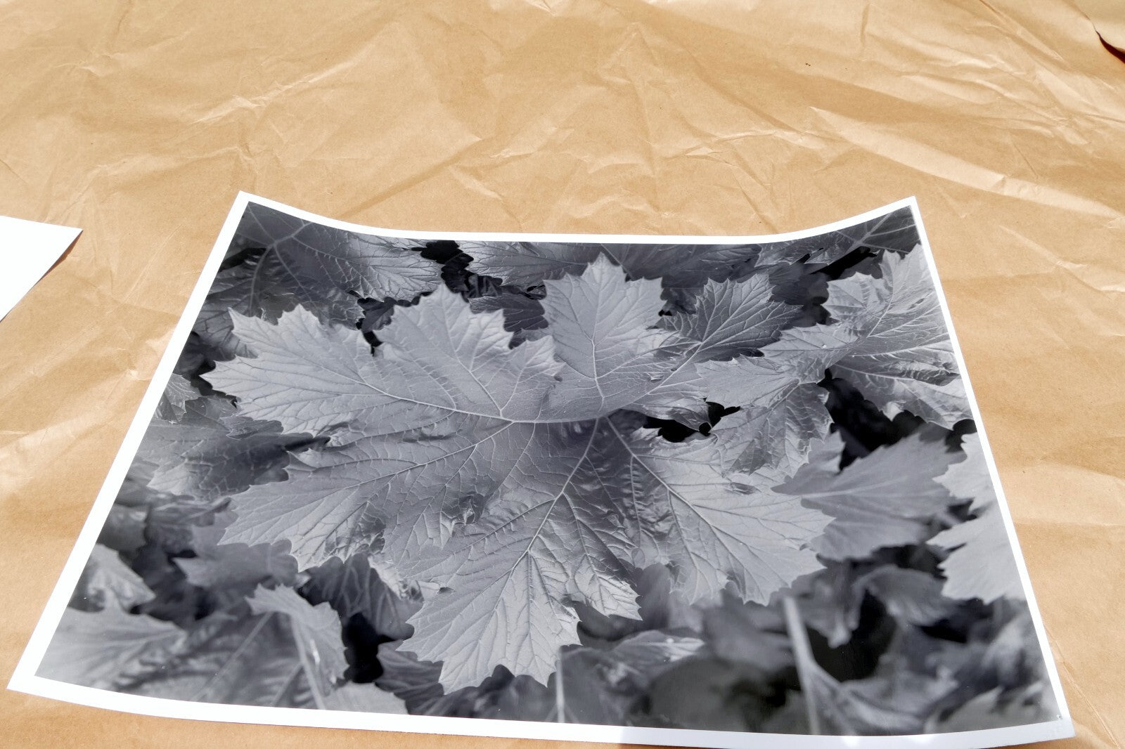 Tree Leaf  11X14" Black & white Picture Photo San Francisco USA