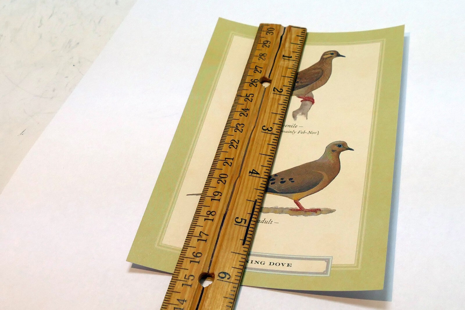 Mourning Dove Postcard Bird by David Sibley - unposted , new