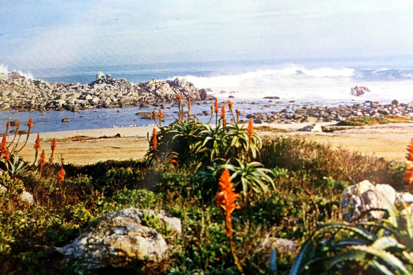 Red aloe shore line landscape pacific grove california usa postcard 1970's
