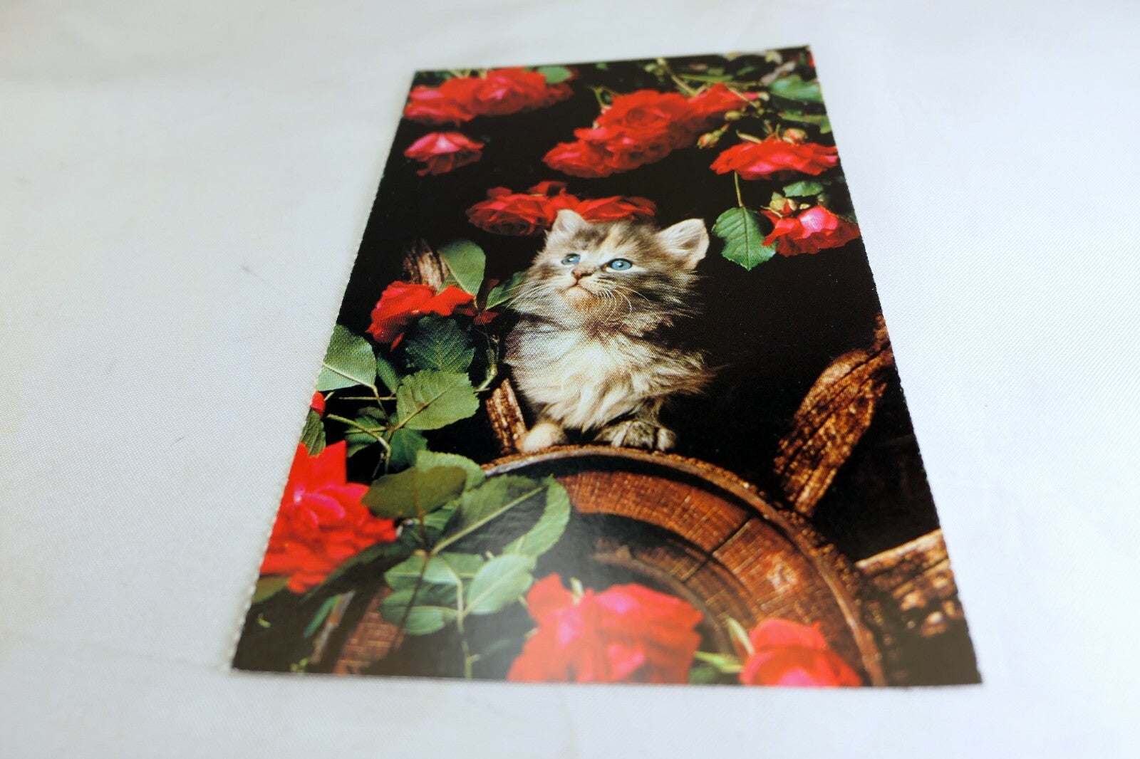 Postcard Animal Shelter North Shore League Adopt a Pet Kitten 1980's vintage