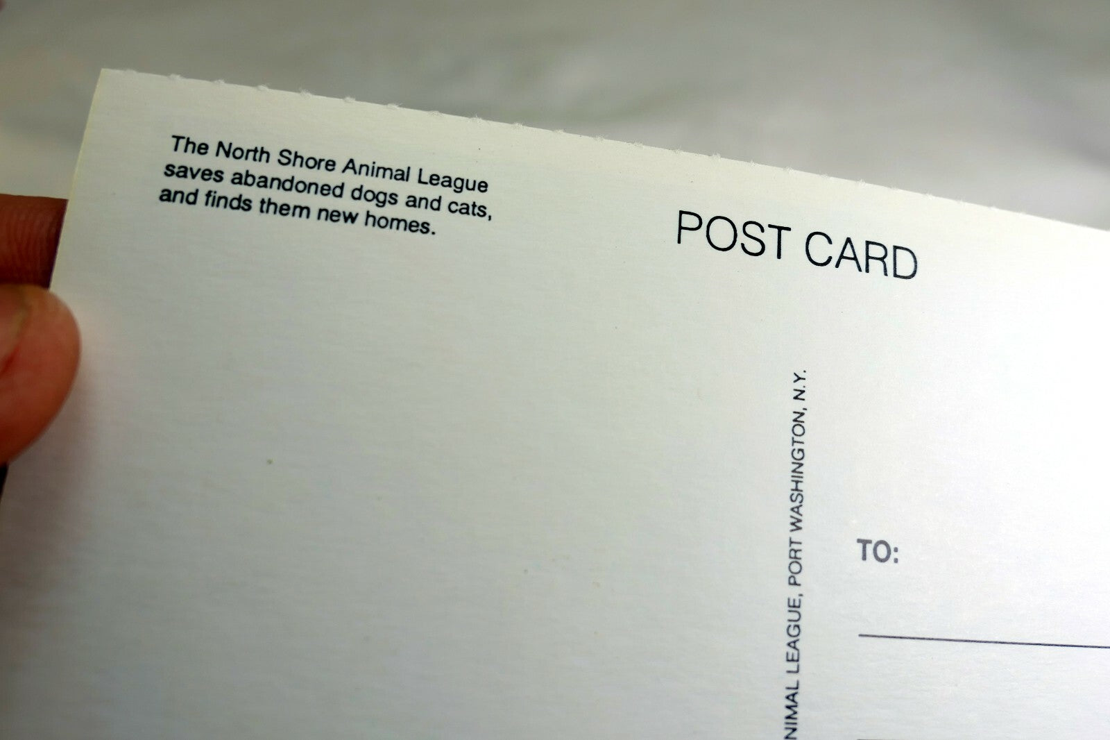 Greeting Postcard Animal Shelter North Shore League Dog Puppy with ball waiting