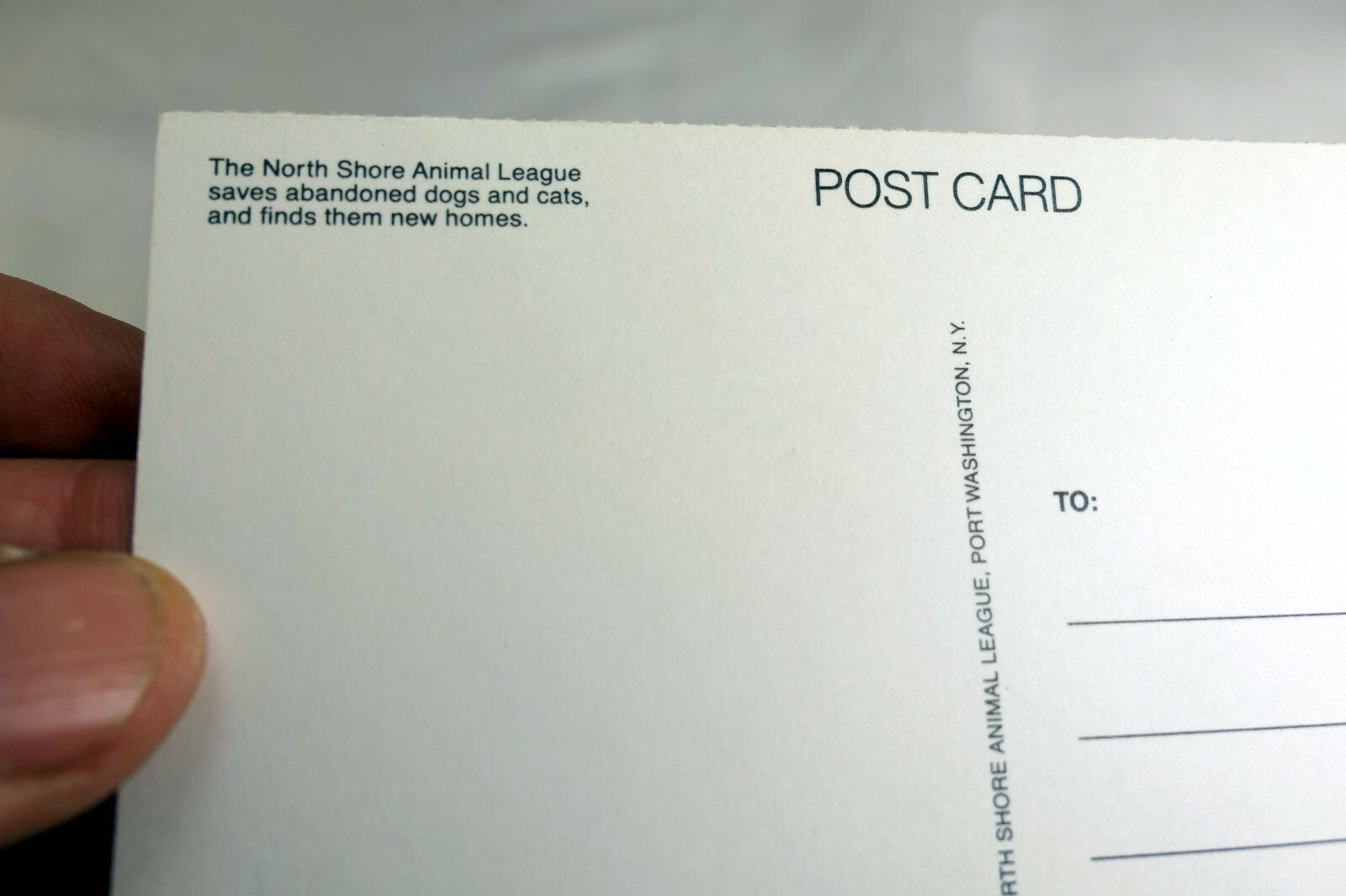 Happy Birthday Postcard Animal Shelter North Shore League Puppy golden retriever