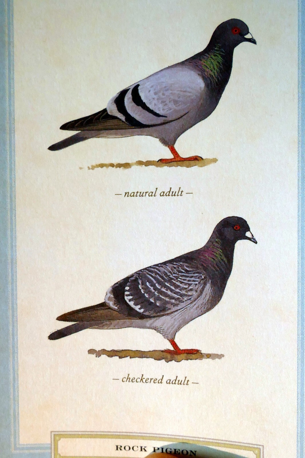 Rock pigeon postcard bird by david sibley   unposted , new