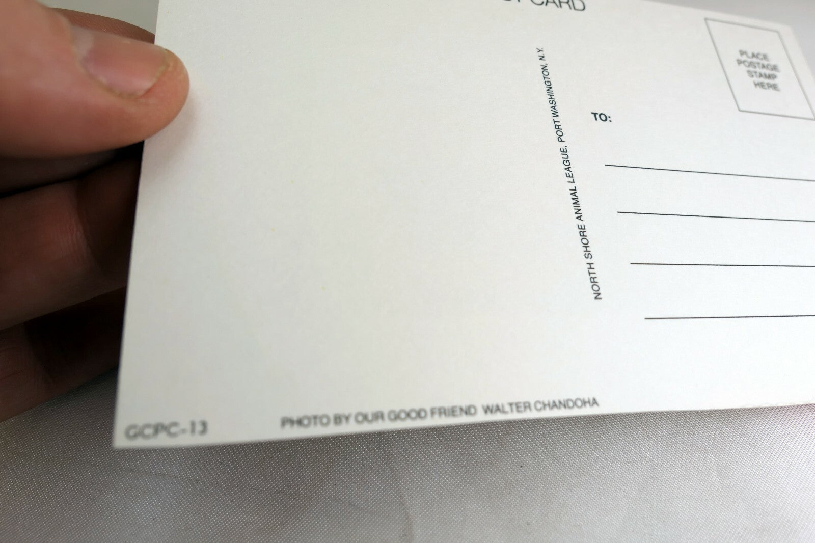 Happy Birthday Postcard Animal Shelter North Shore League Puppy Terrier adopt