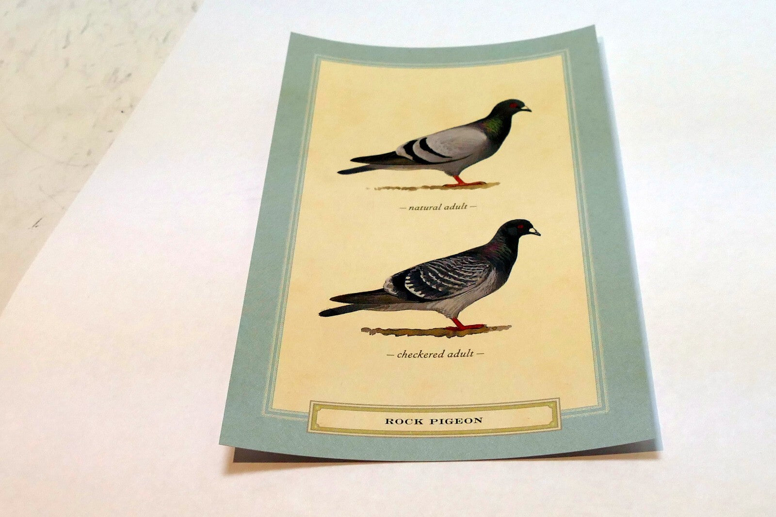 Rock Pigeon Postcard Bird by David Sibley - unposted , new