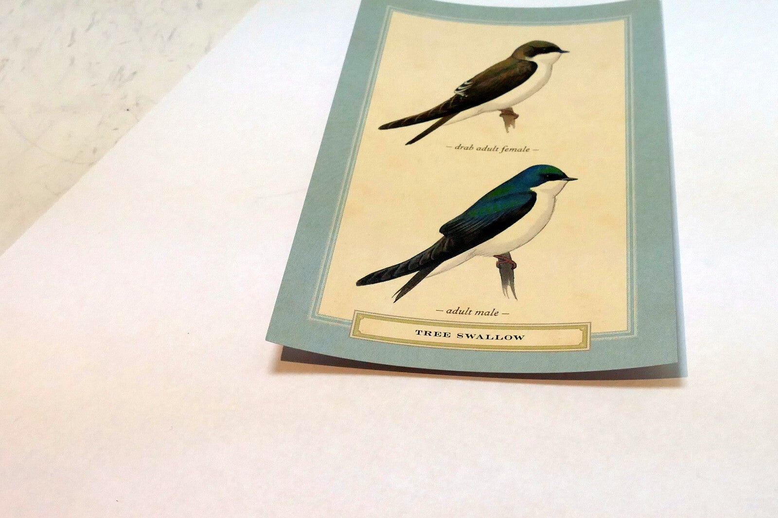 Tree Swallow   Postcard Bird by David Sibley - unposted , new
