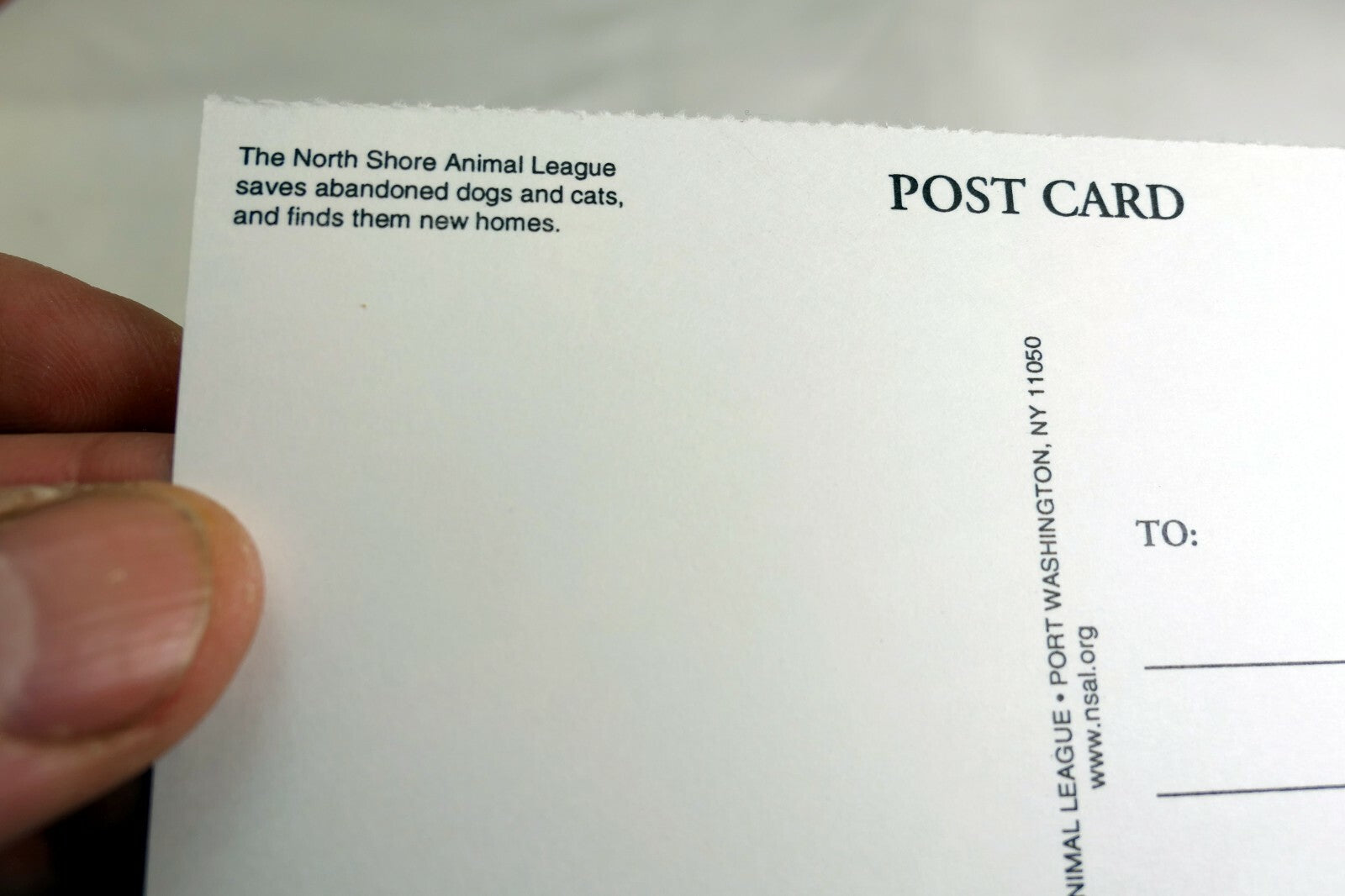 Postcard Animal Shelter North Shore League Adopt a Pet Kitten 1980's vintage