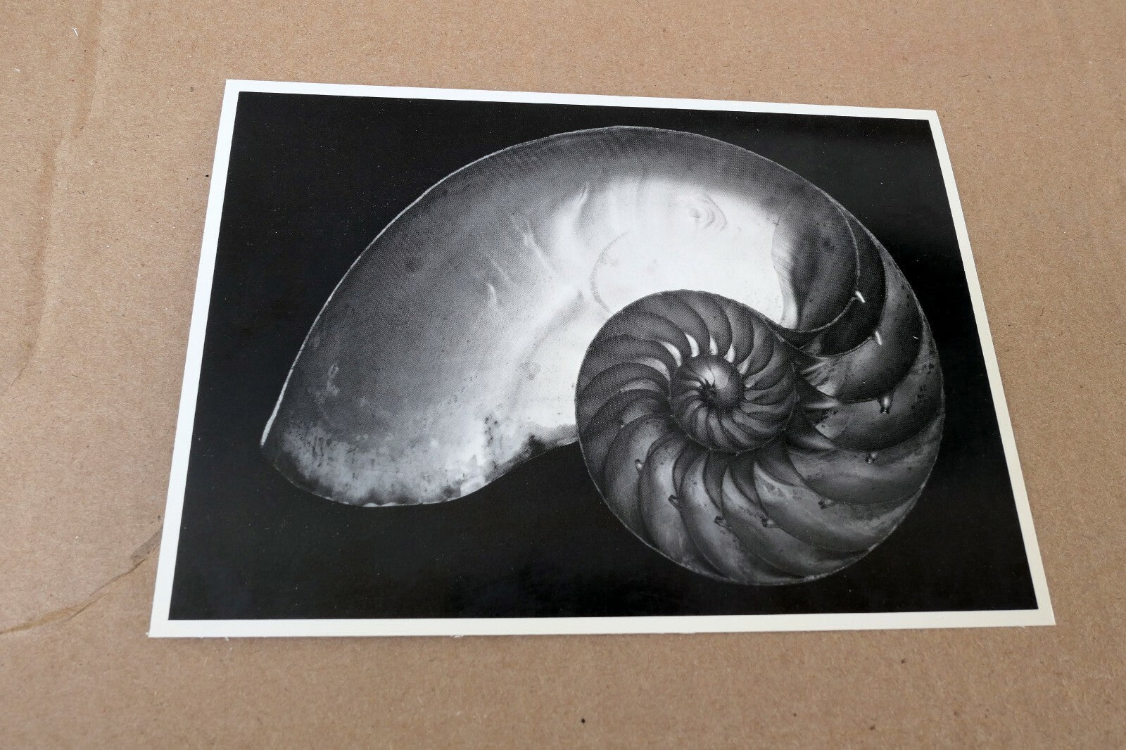 Shells 1927 2-S Photograph by Edward Weston POSTCARD vintage EW-7