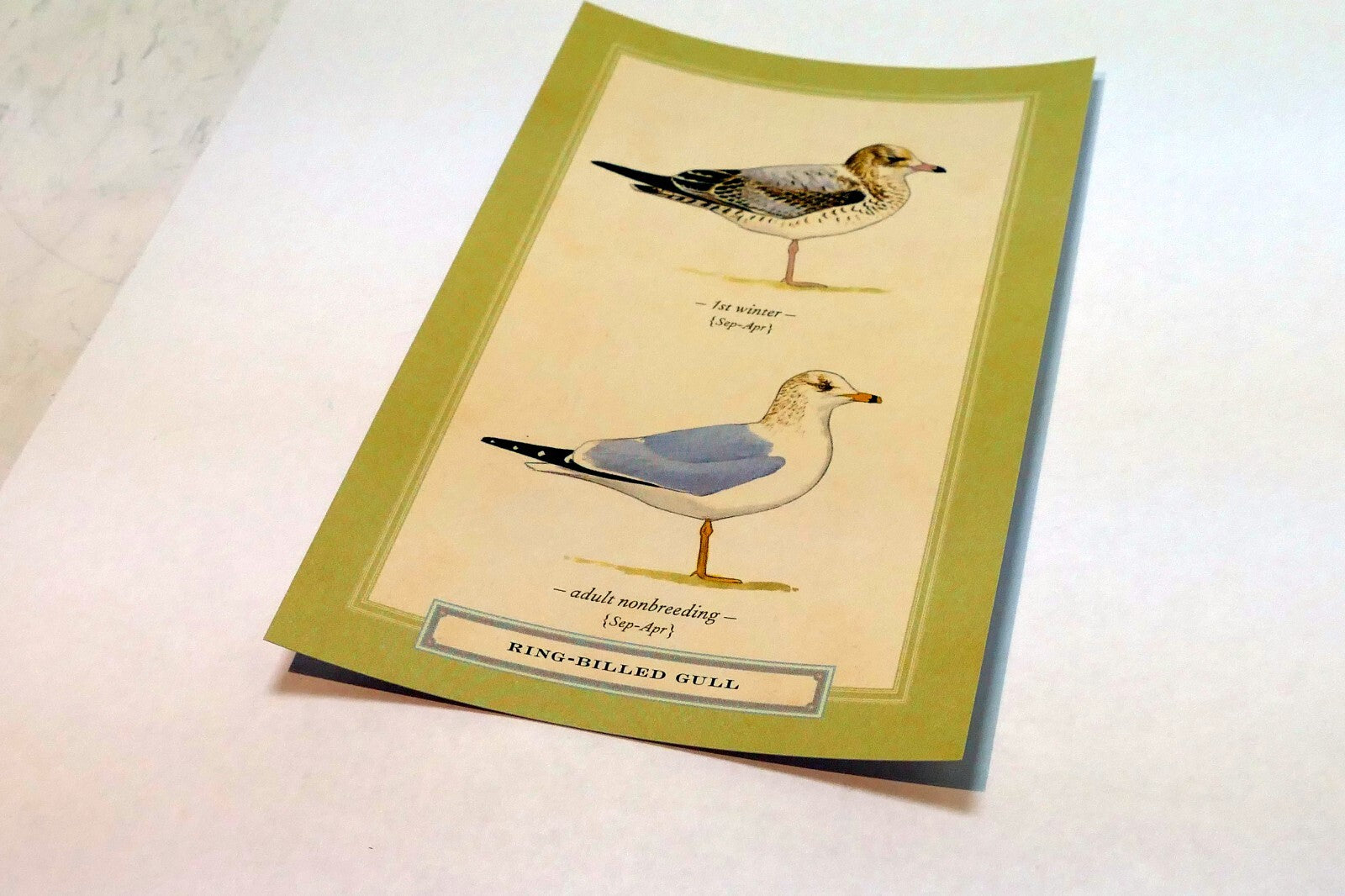 Ring-Billed Gull Shorebird Postcard Bird by David Sibley - unposted , new