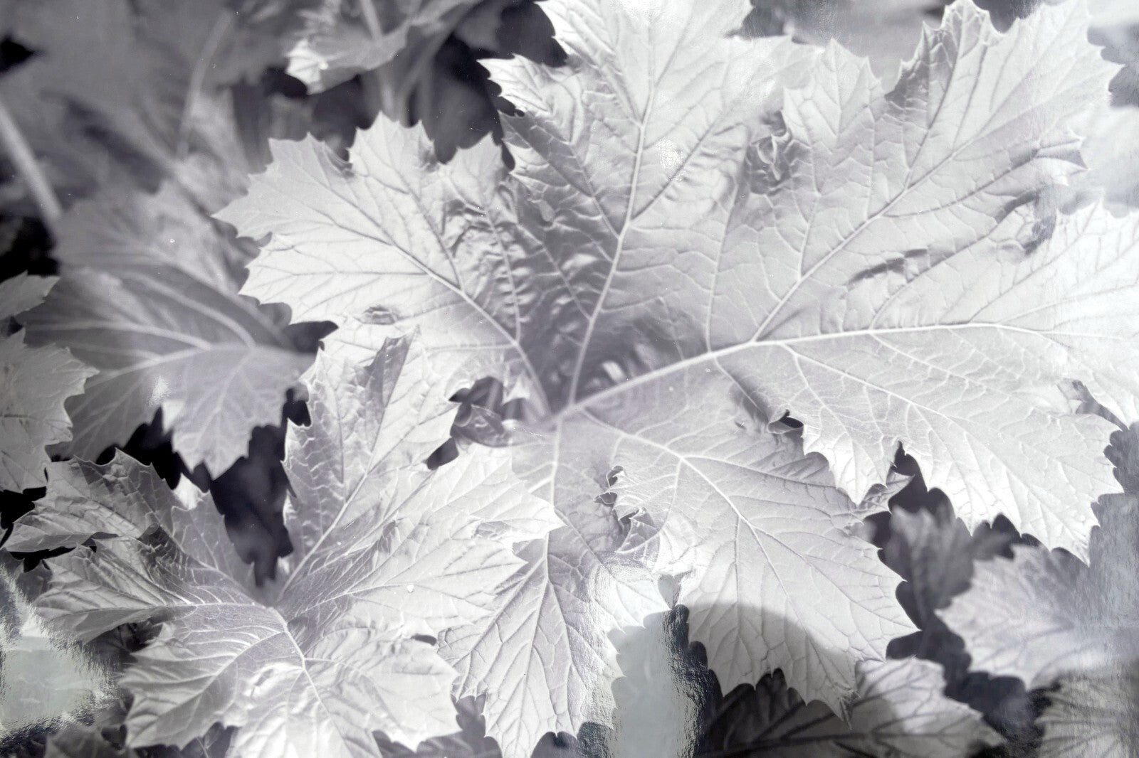 Tree leaf 11x14" black & white picture photo san francisco usa