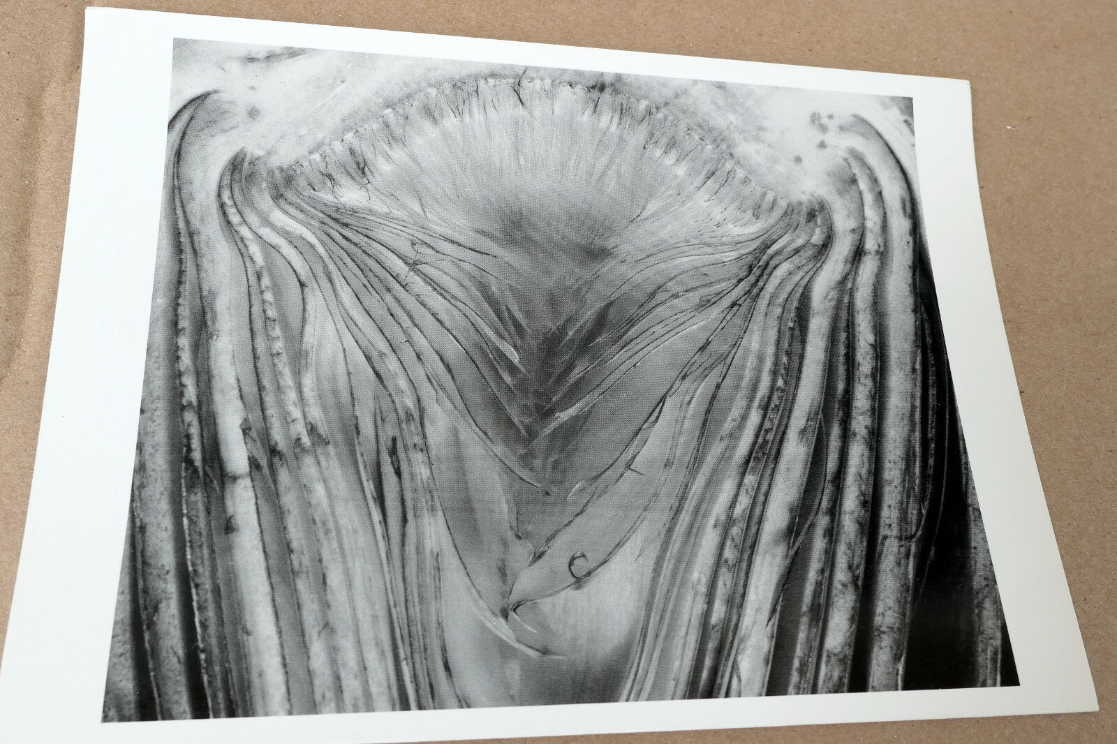 Artichoke Halved 1930 28-V Photograph by Edward Weston W-006-85 Greeting Card