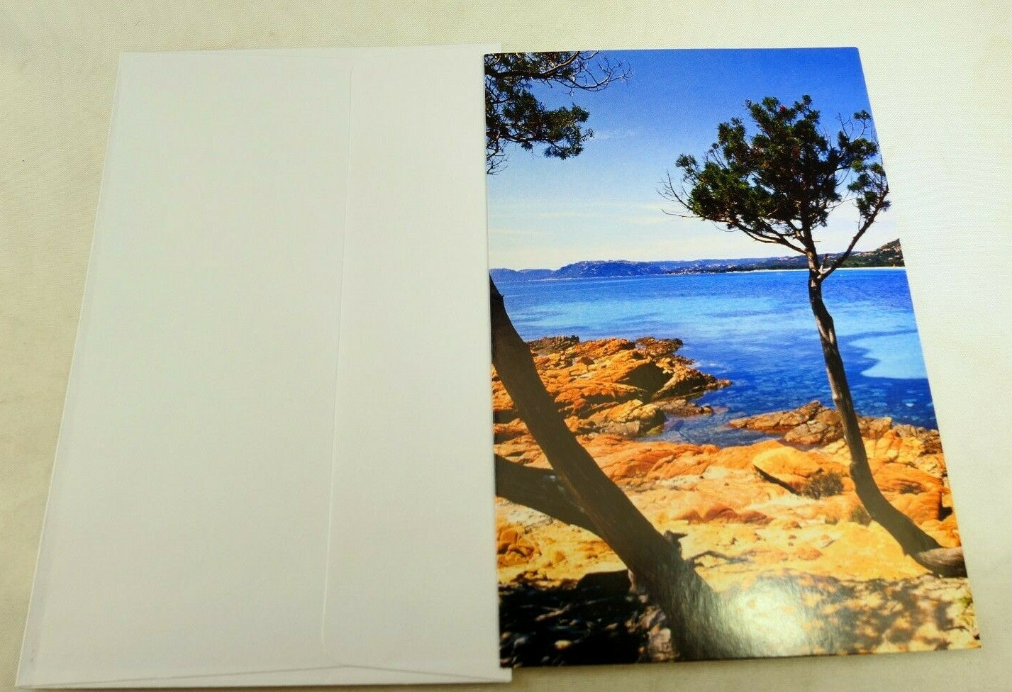 postcard (unused) south europe lone pine tree sunny beach