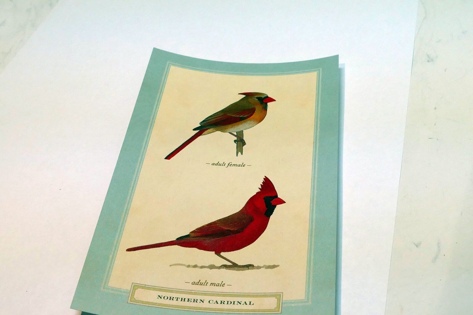 Northern Cardinal Postcard Bird by David Sibley - unposted , new