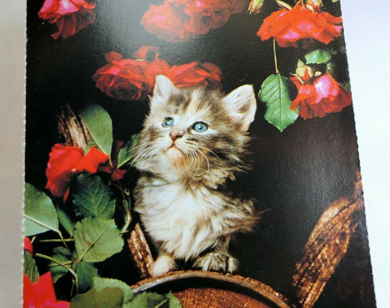 Postcard animal shelter north shore league adopt a pet kitten 1980's vintage