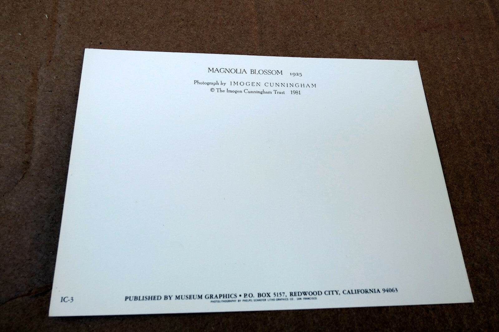 Magnolia Blossom 1925 Photograph by Imogen Cunningham POSTCARD IC-3 Floral